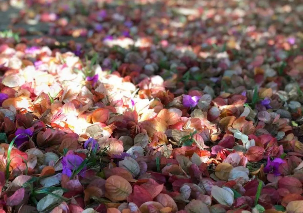 Natural landscape in Pousada Halliny do Rosa