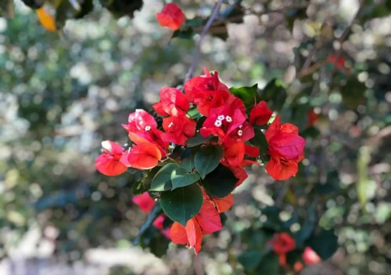 Garden in Pousada Halliny do Rosa