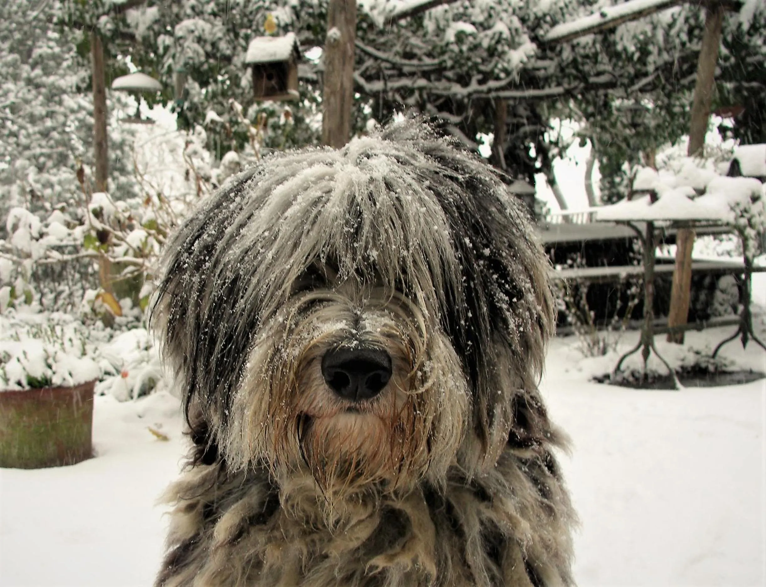 Pets in La Traversina