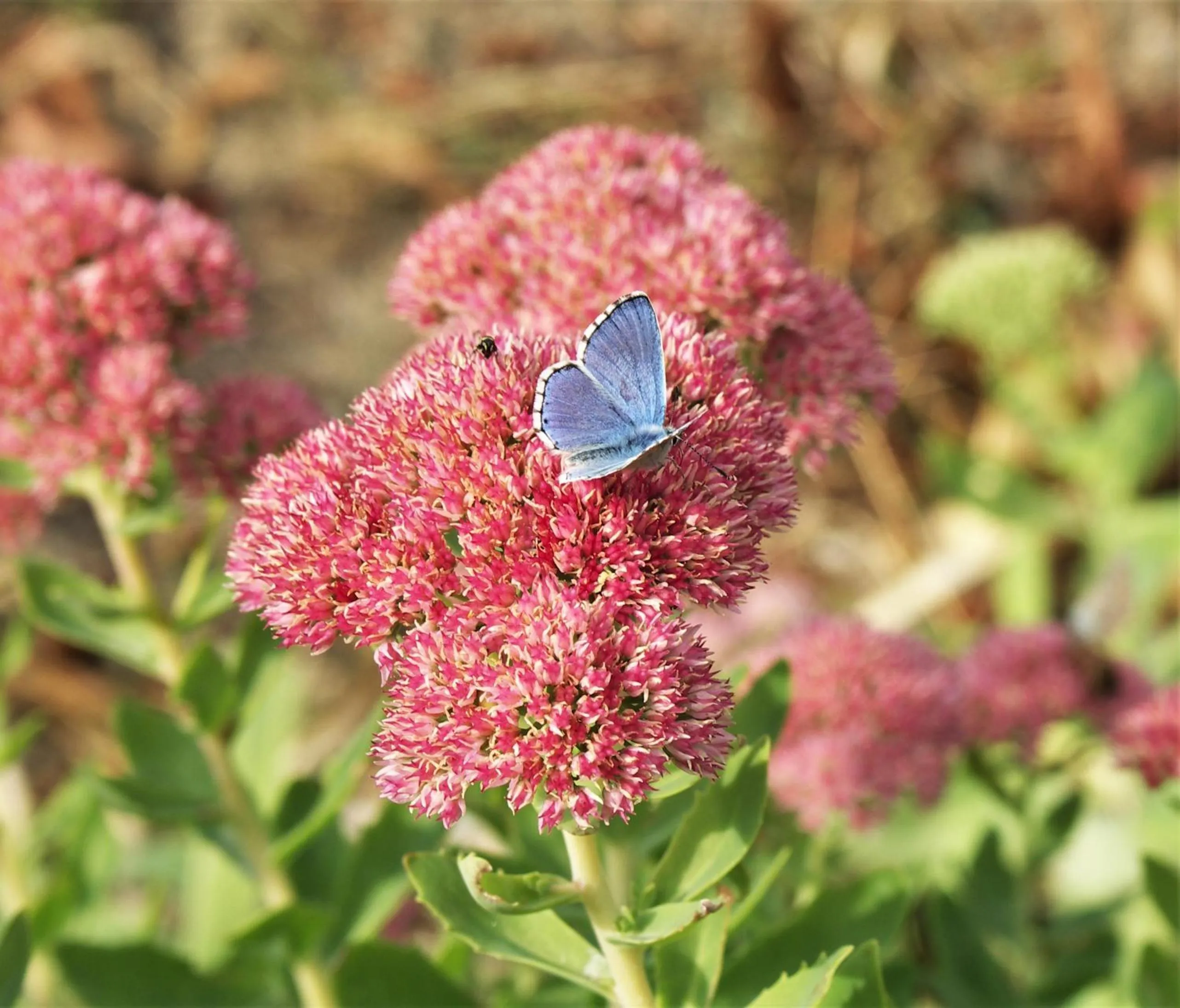 Animals in La Traversina