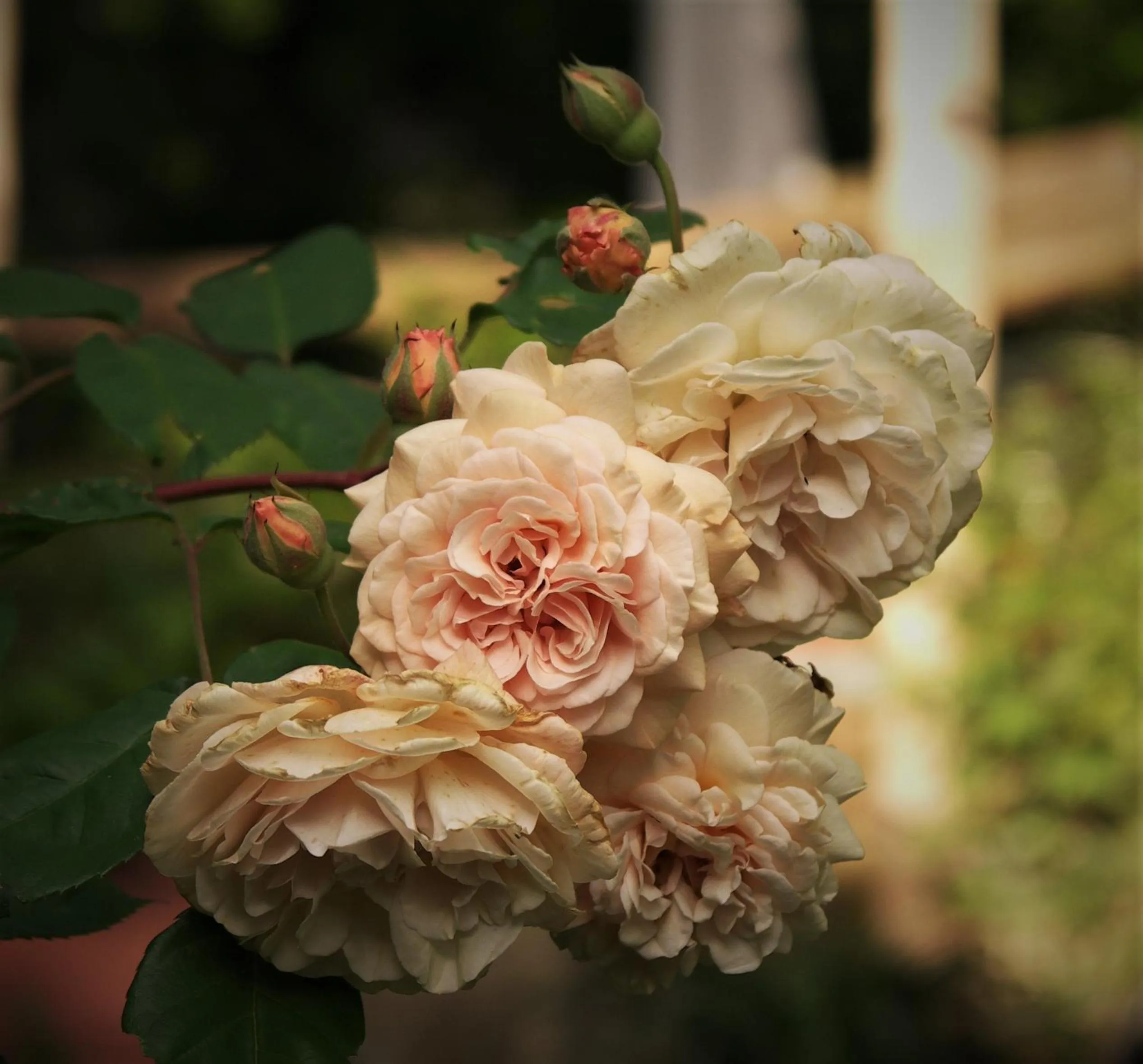 Garden in La Traversina