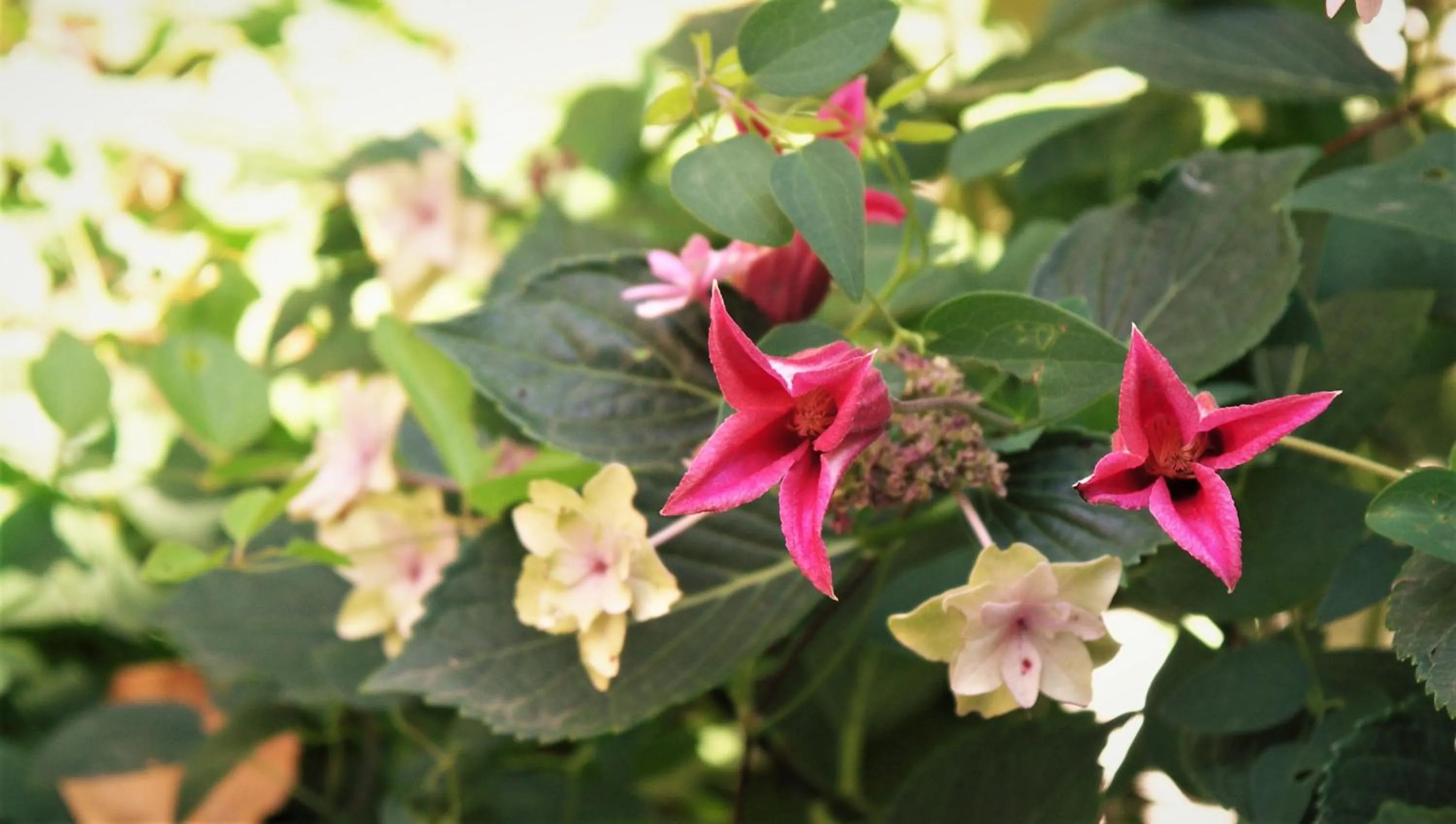 Summer in La Traversina