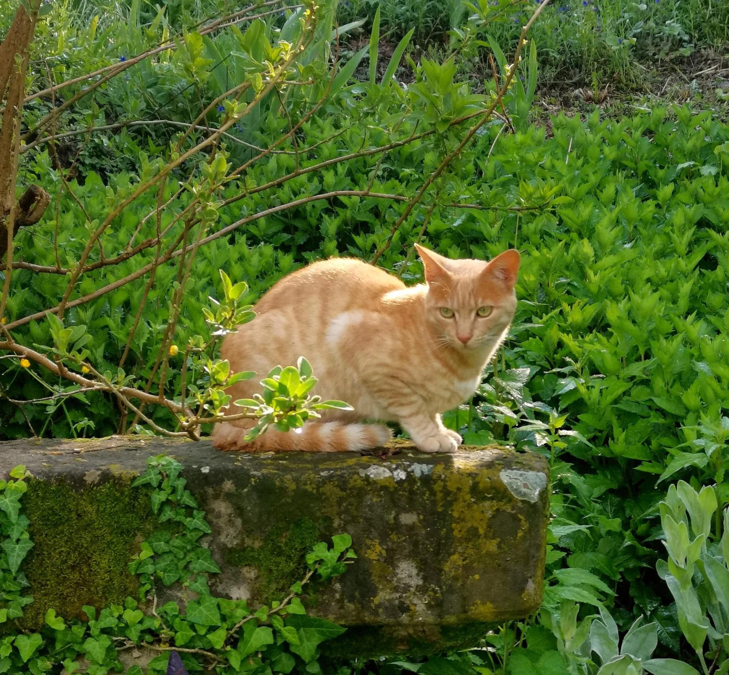 Pets in La Traversina