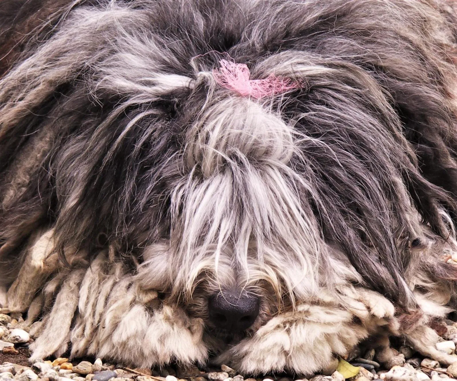 Pets in La Traversina