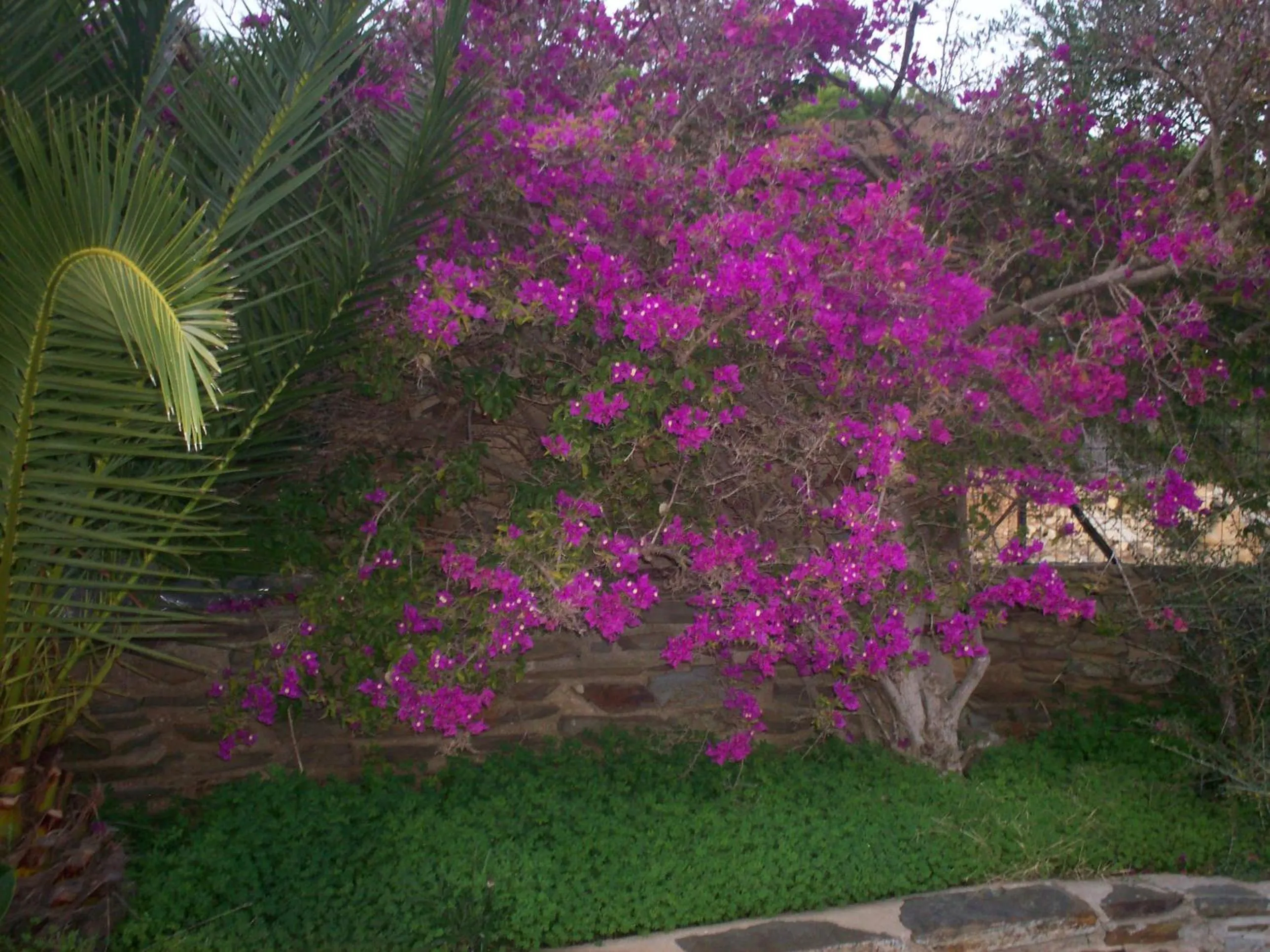 Garden in La Dea Madre