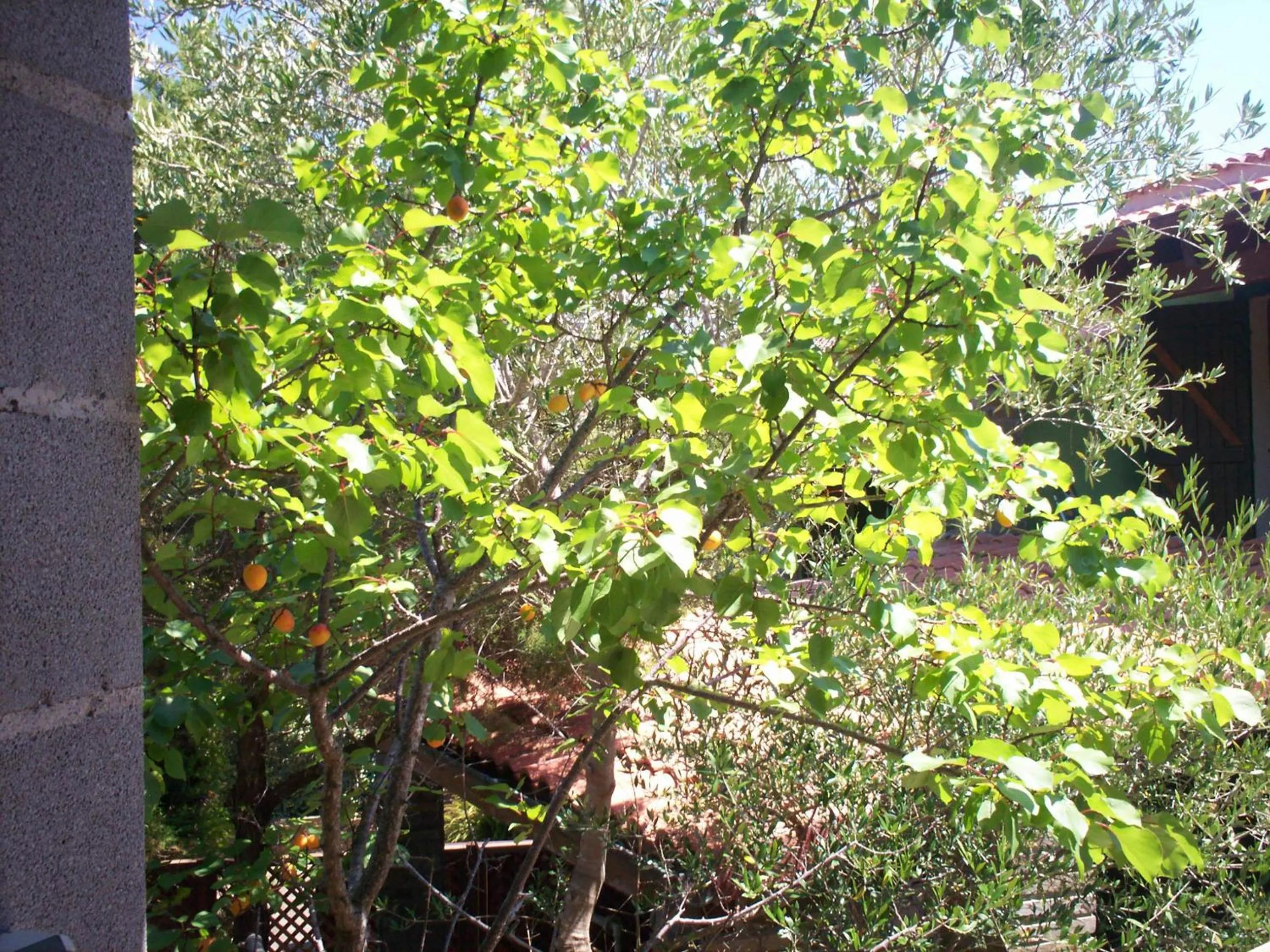 Garden in La Dea Madre