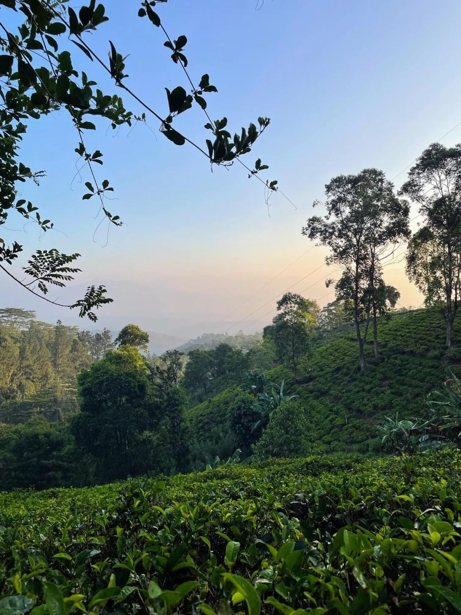 Garden in Bellwood Hills Resort & Spa