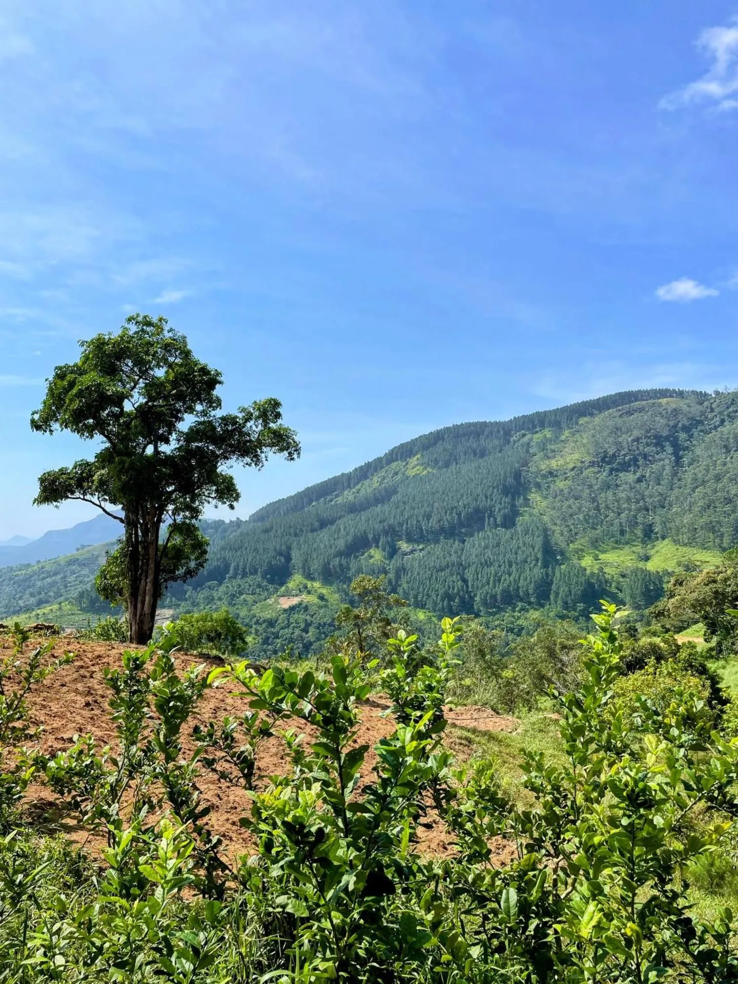 Other in Bellwood Hills Resort & Spa