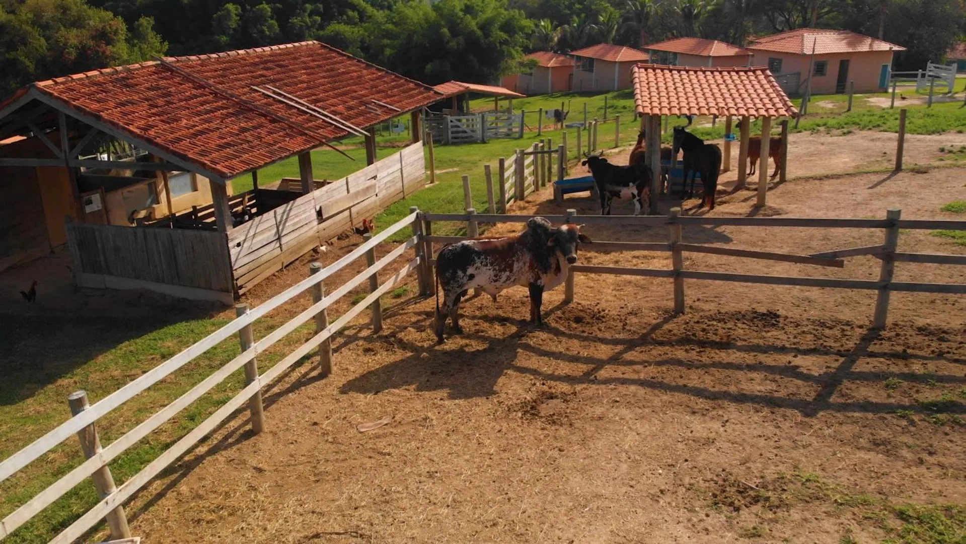 Animals in Hotel Fazenda Ararita