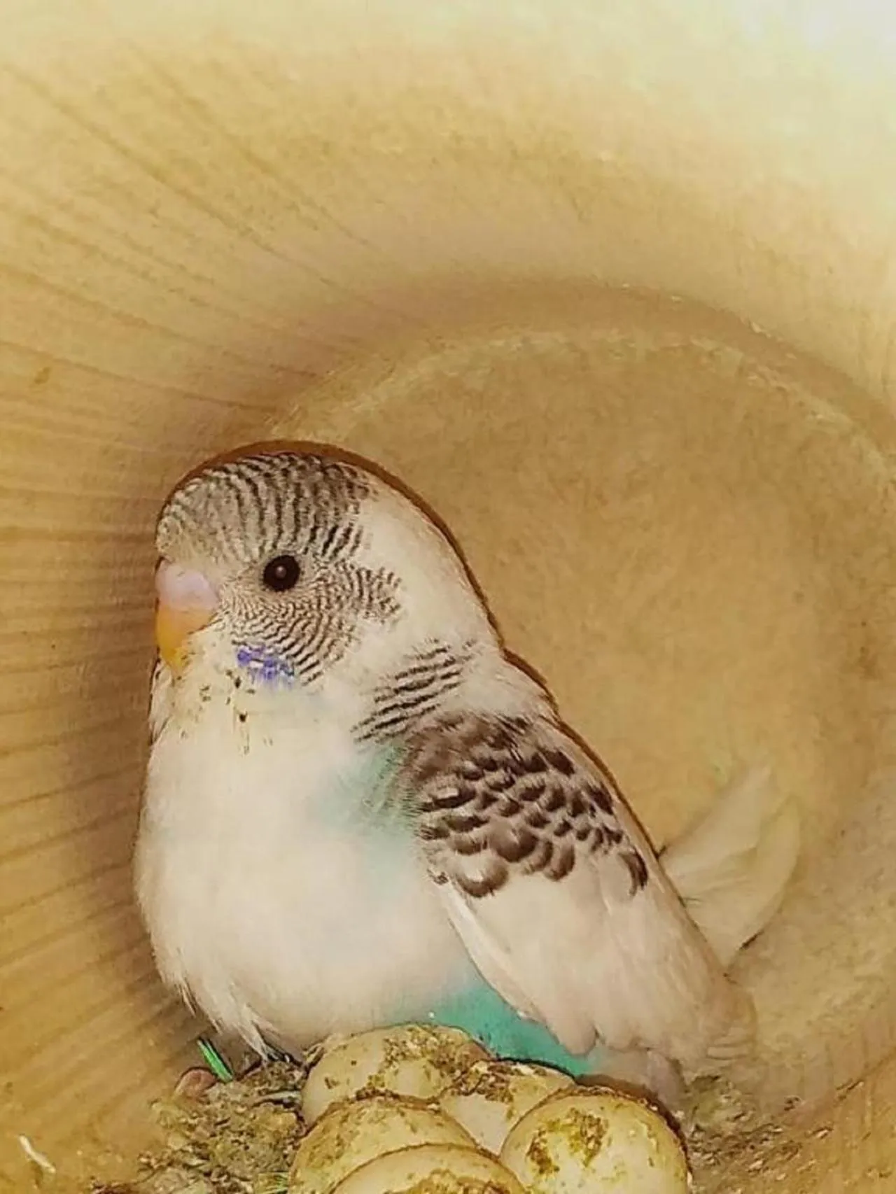 Animals in Hotel Fazenda Ararita