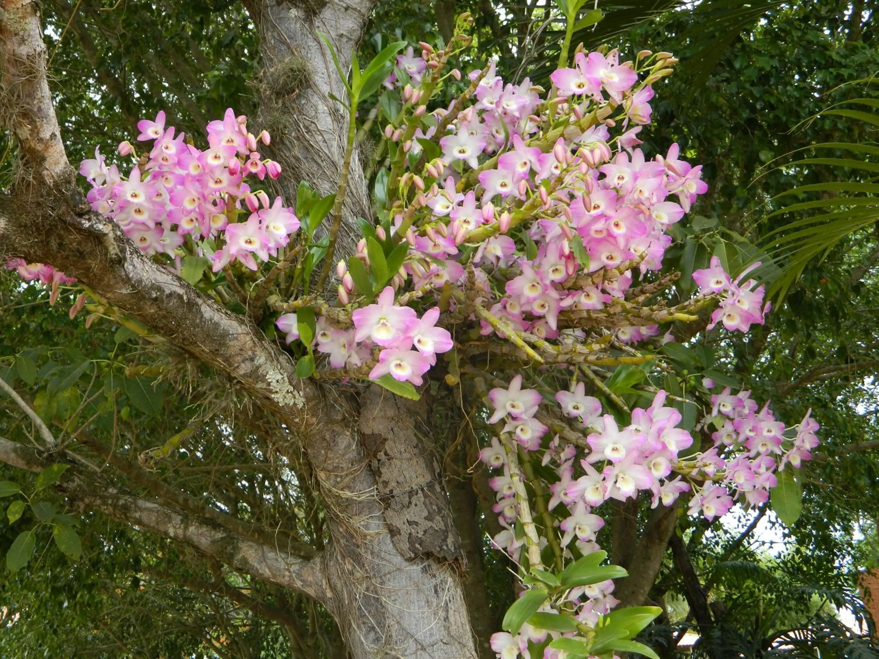 Garden in Hotel Fazenda Ararita