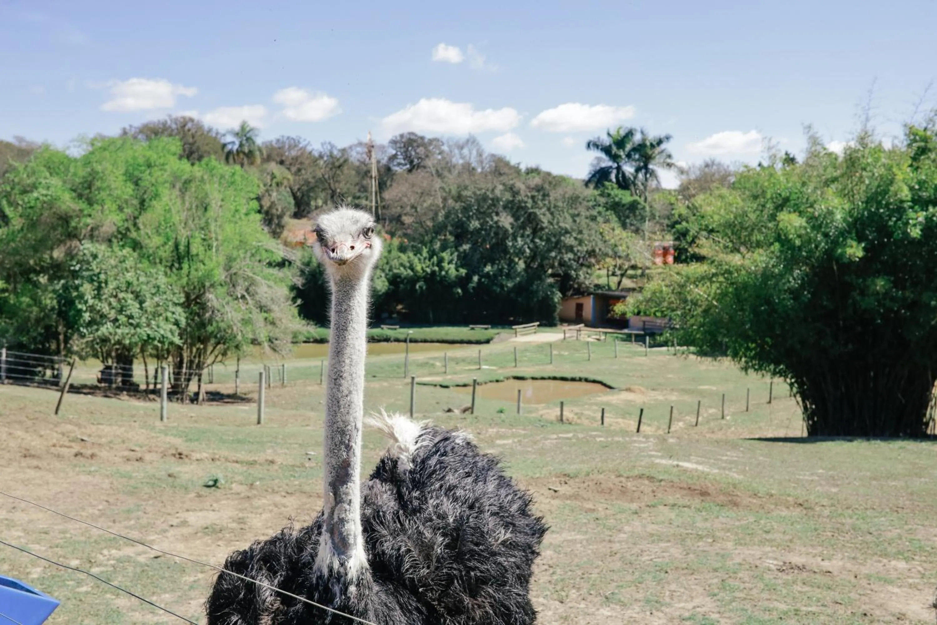 Animals in Hotel Fazenda Ararita