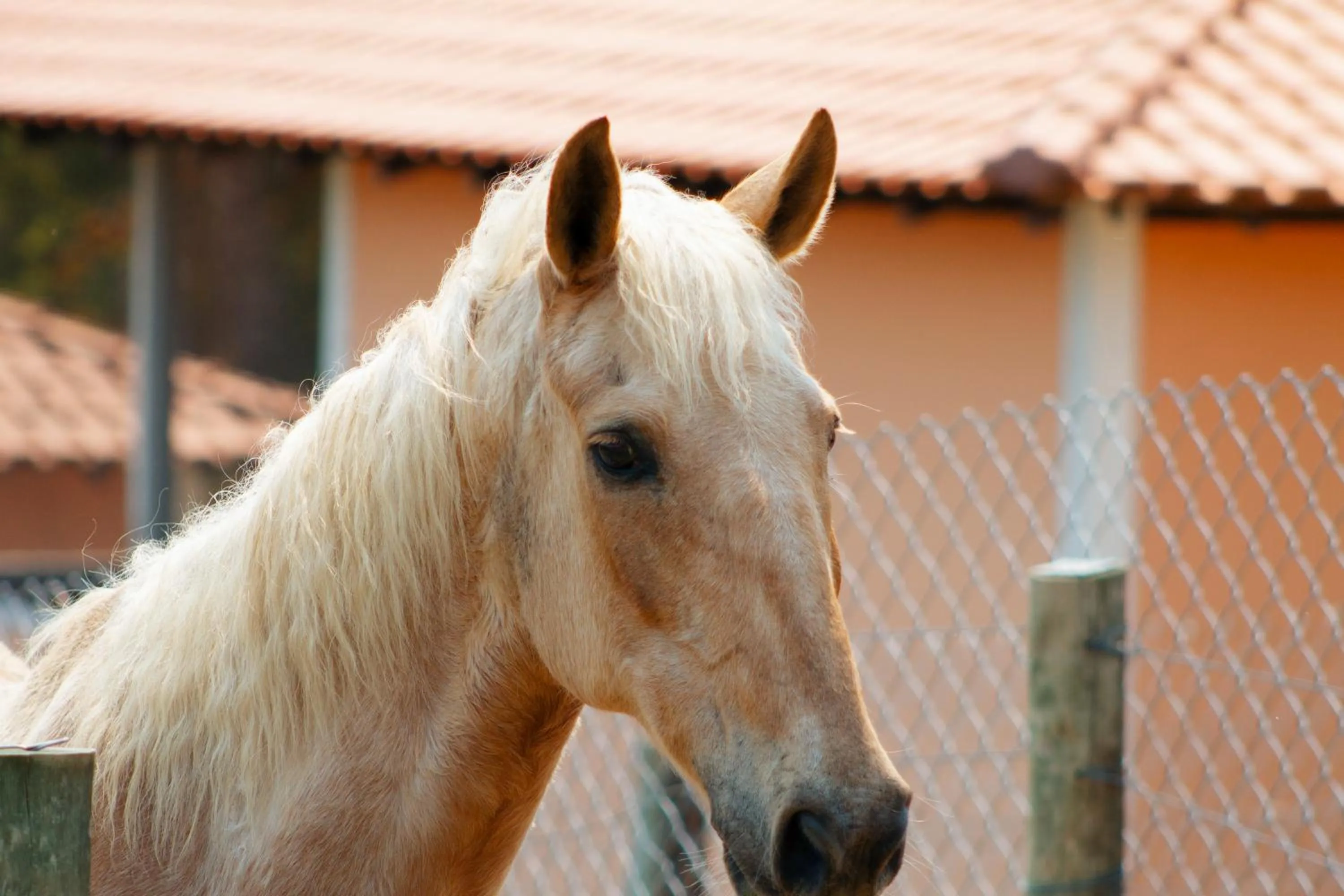 Animals in Hotel Fazenda Ararita