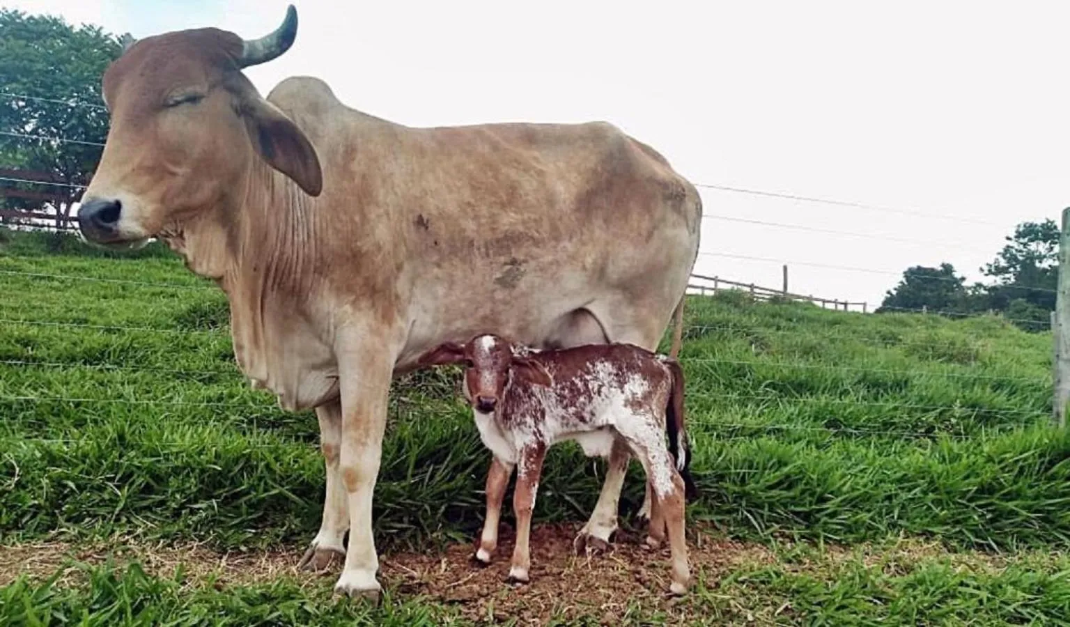 Animals in Hotel Fazenda Ararita
