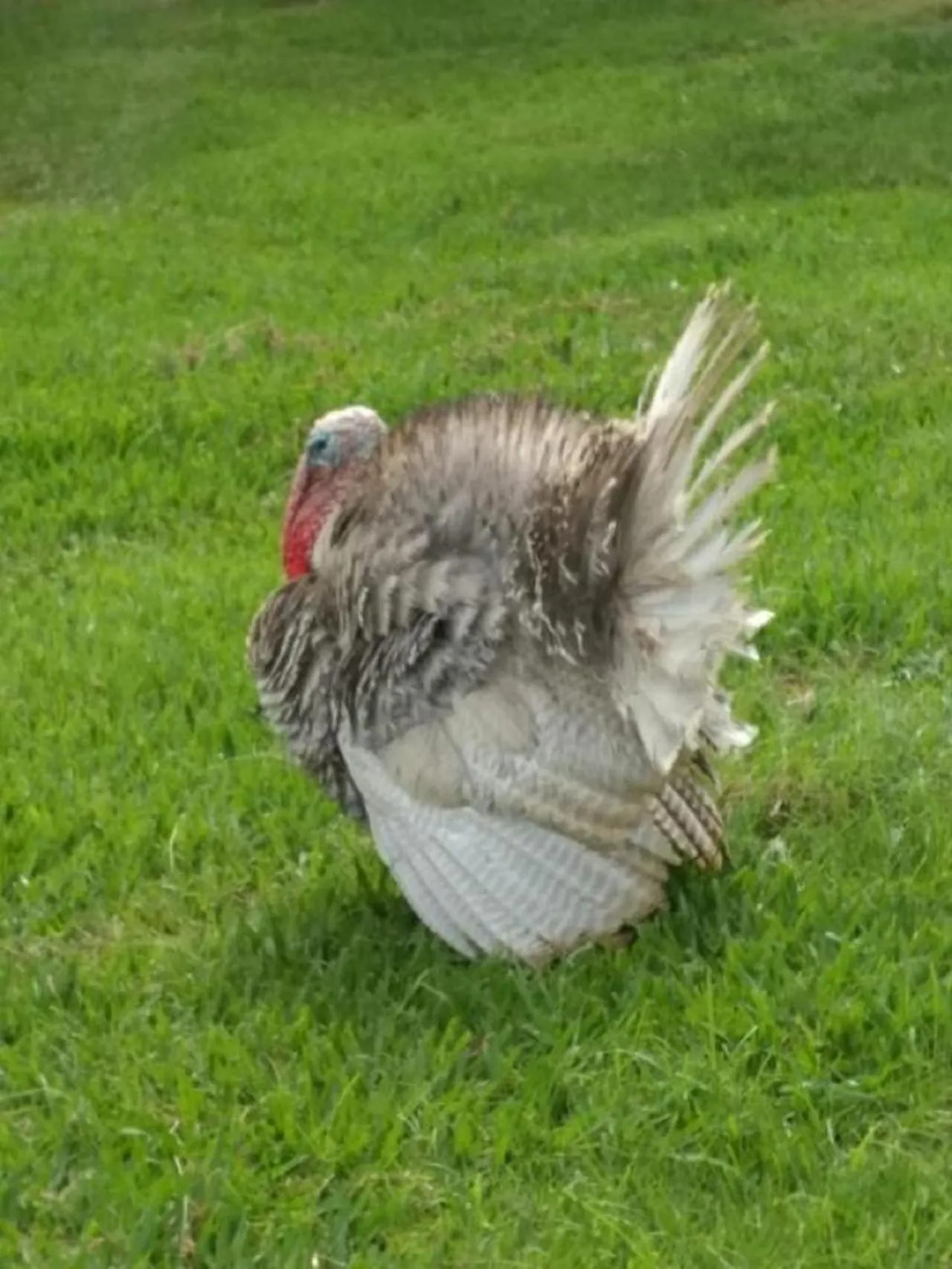 Animals in Hotel Fazenda Ararita