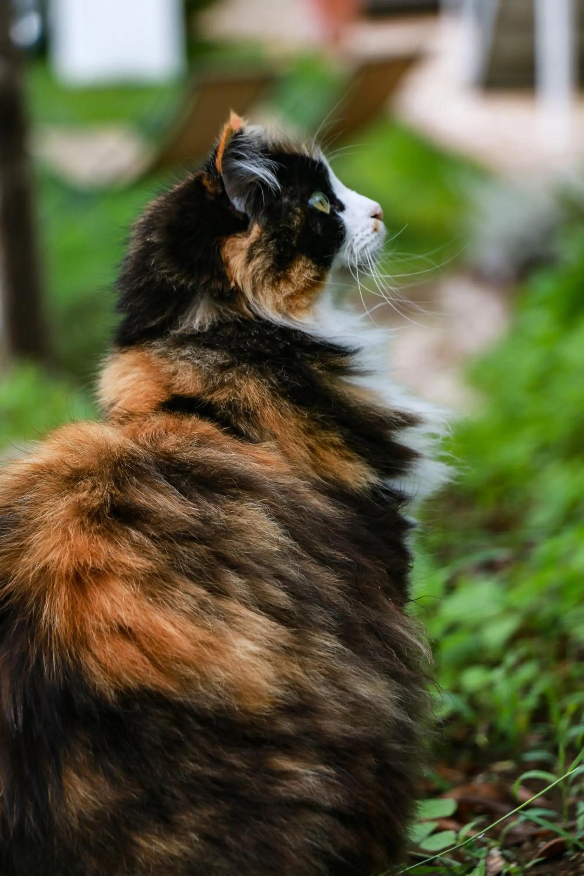 Pets in La Palombara B&B