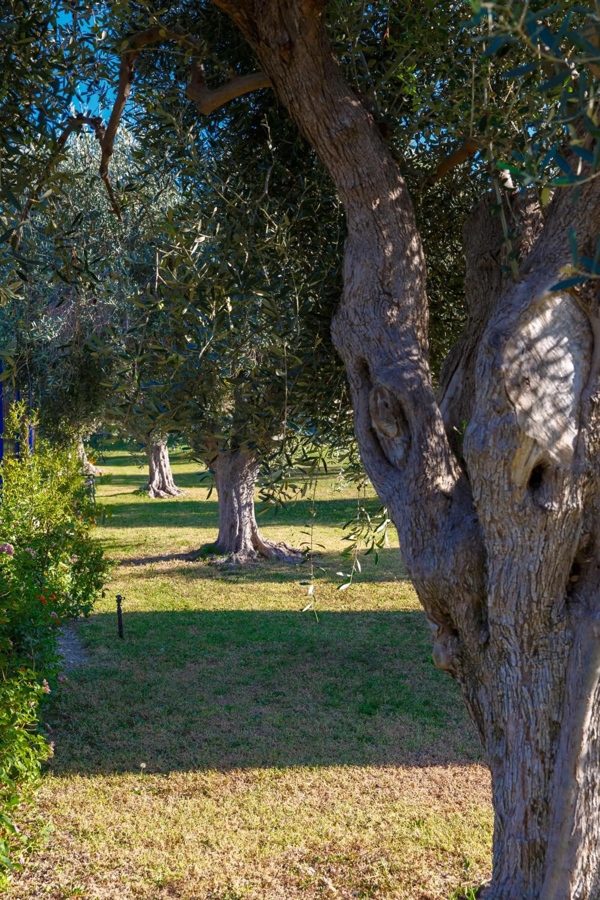Garden in Filoxenia Apartments & Studios