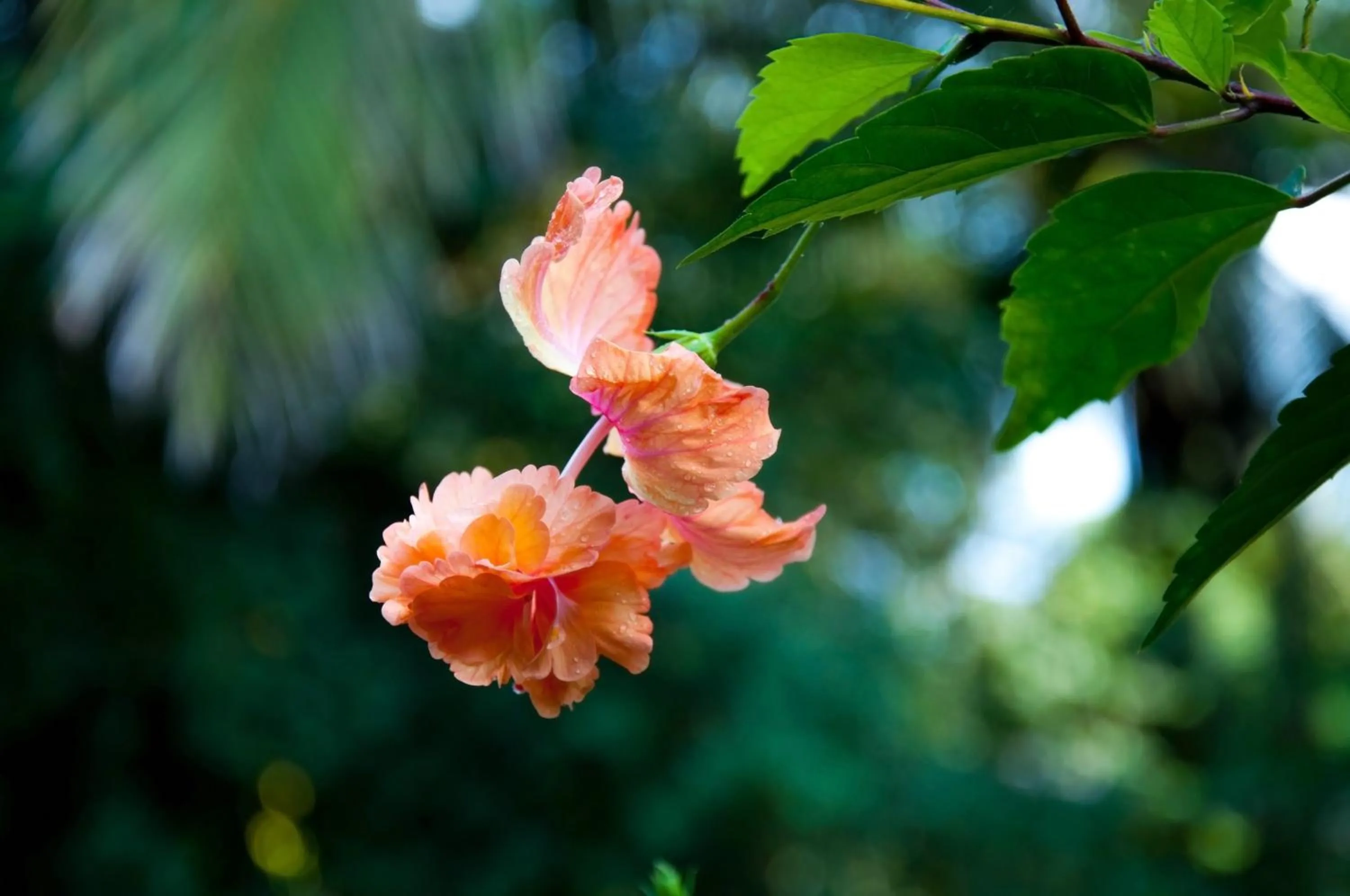 Mira Mare Resort Koh Samui
