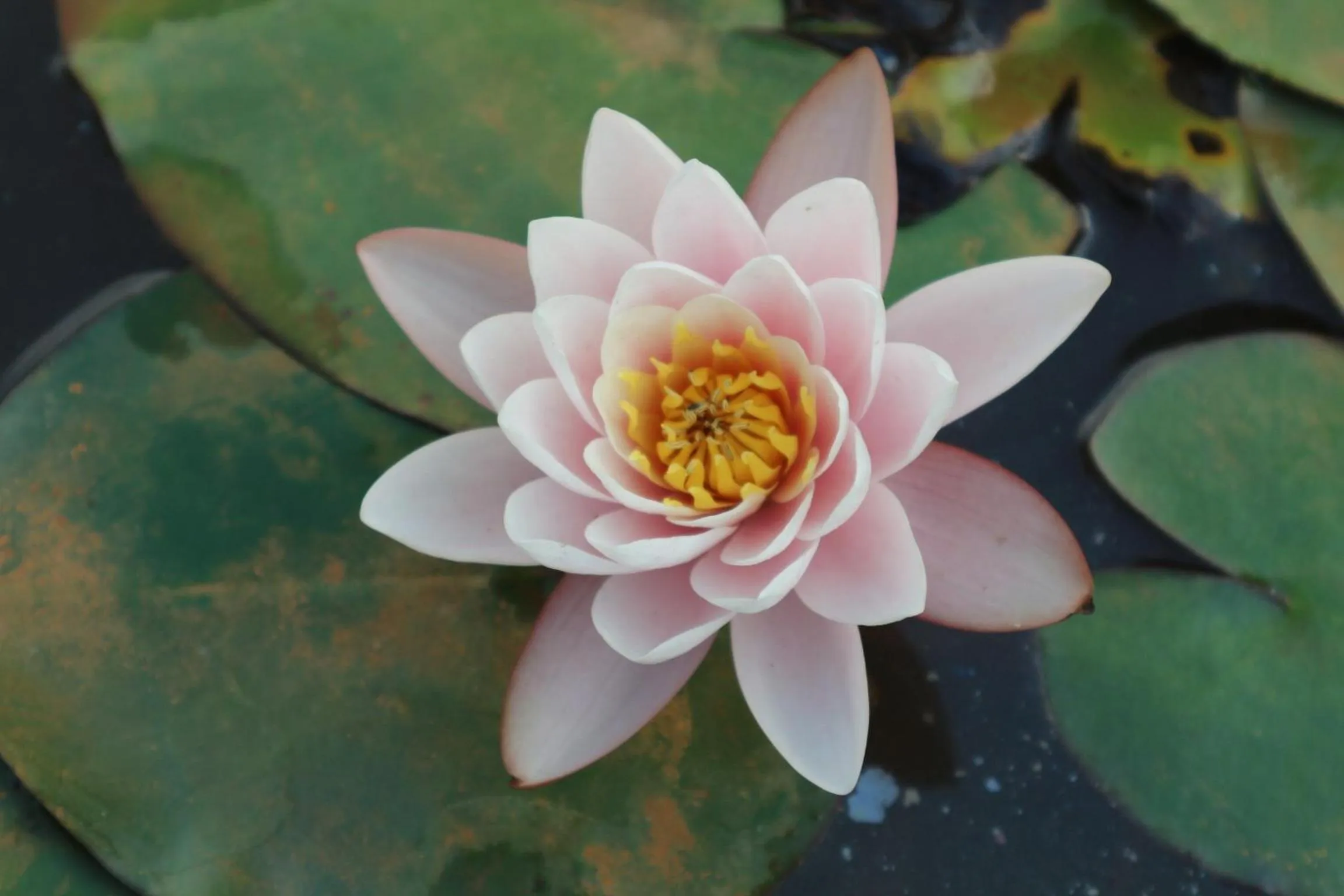 Decorative detail in B&B view talay 1 jomtien pattaya