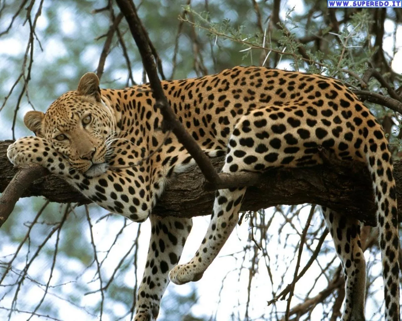 Animals in Life Resort St. Thomas Royal Palm