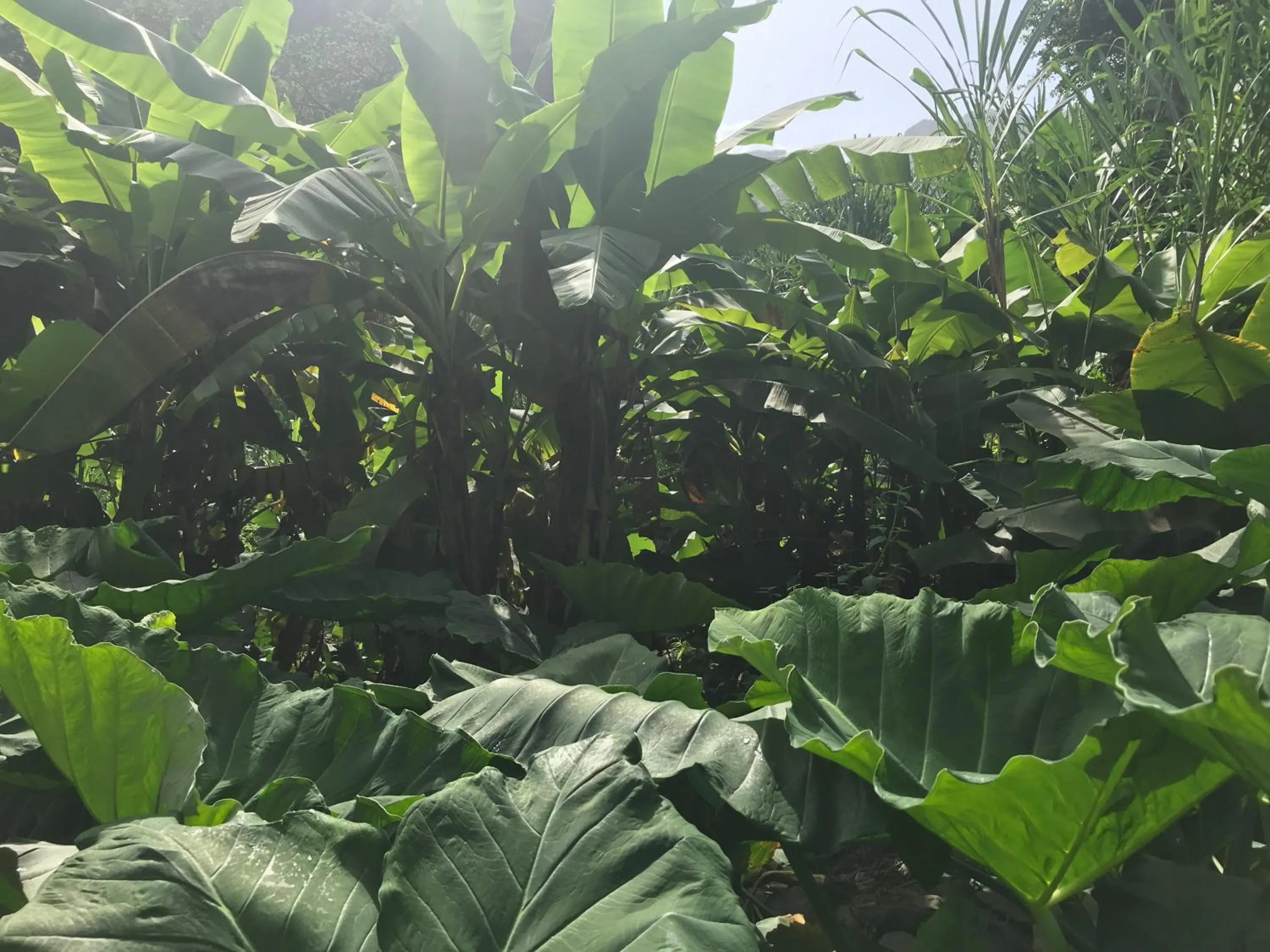 Hiking in Aparthotel Praiano