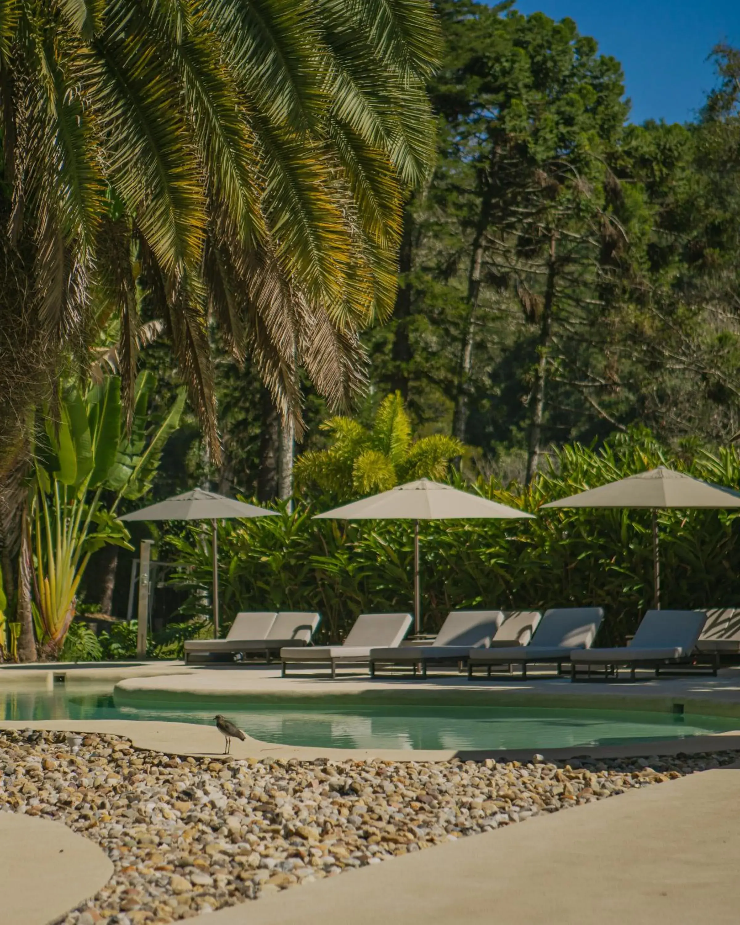 Swimming pool in Unique Garden Swimming pool in Unique Garden