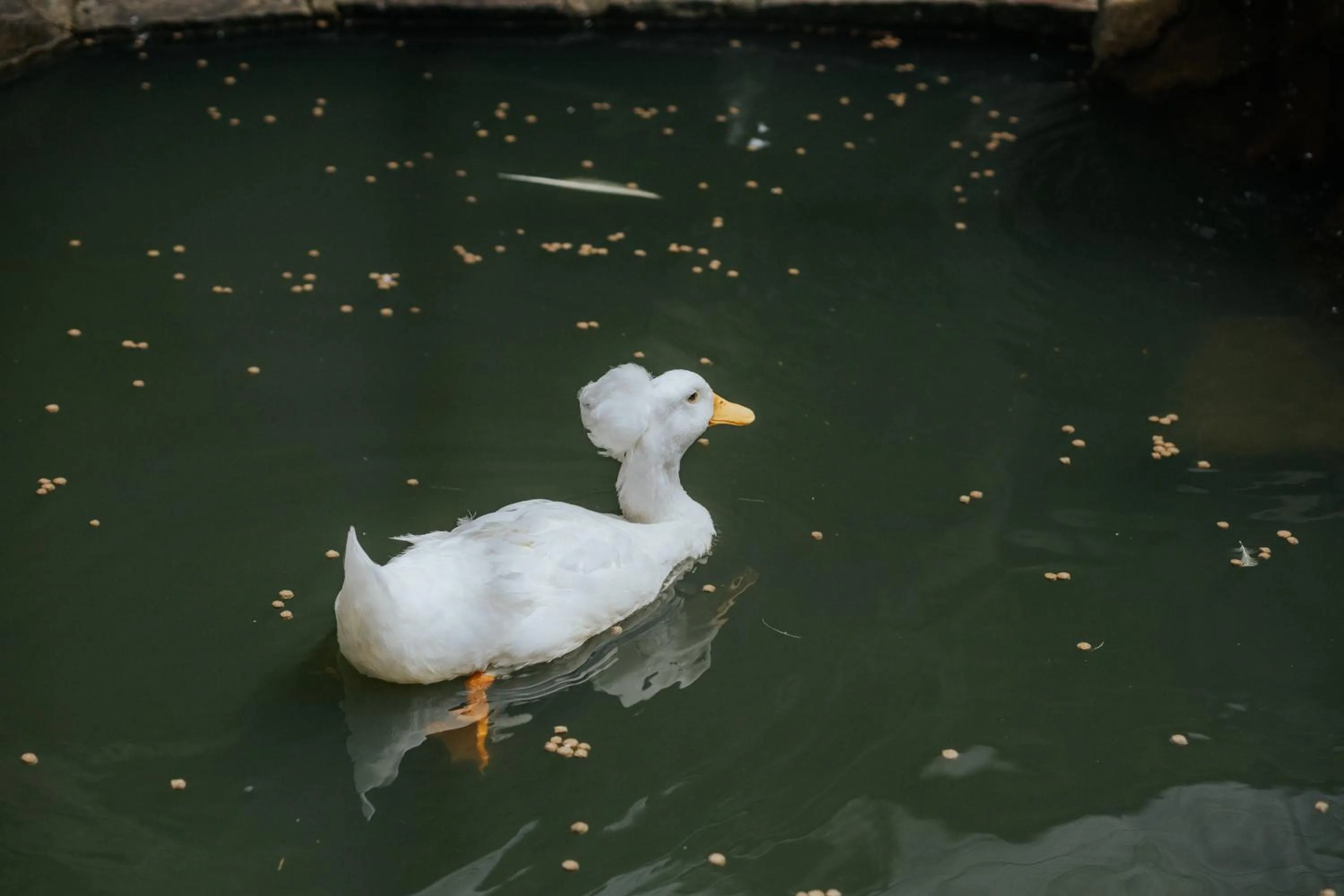 Animals in Pousada Cantagalo