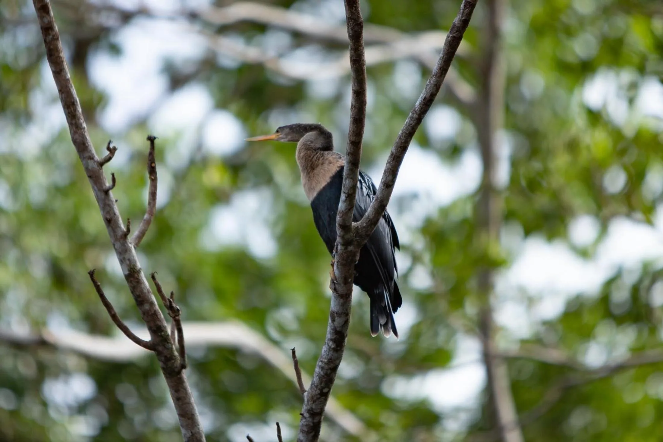 Garden view in Pachira Lodge