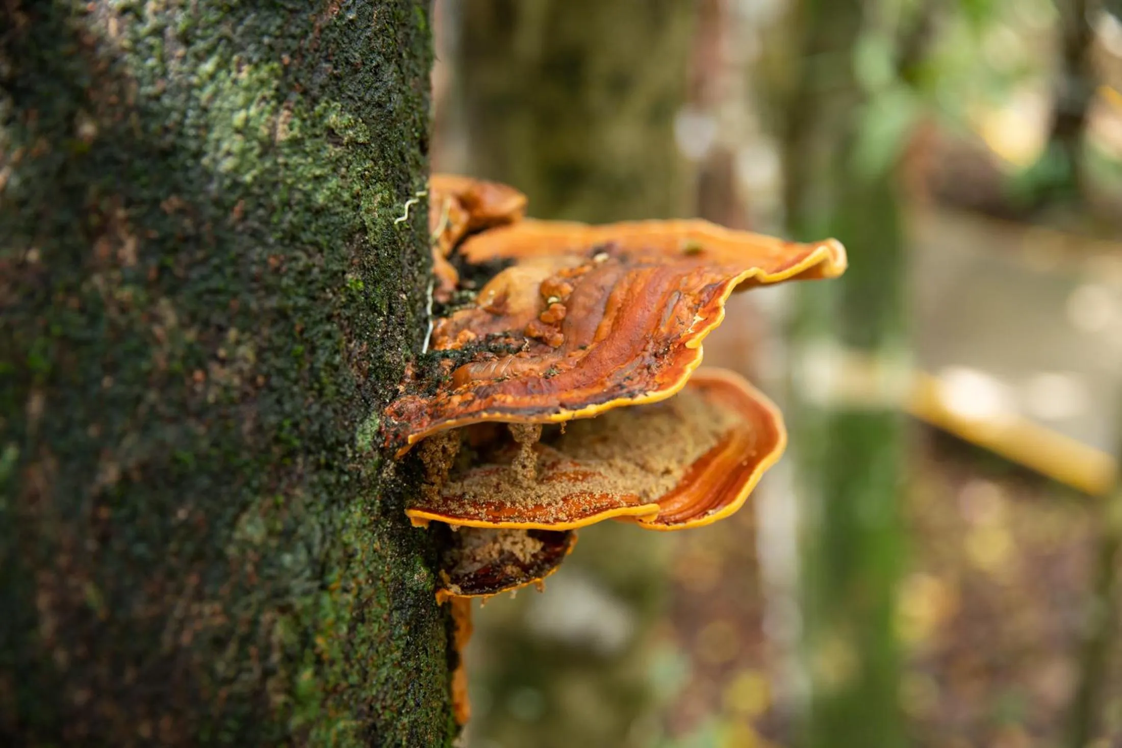 Garden view in Pachira Lodge