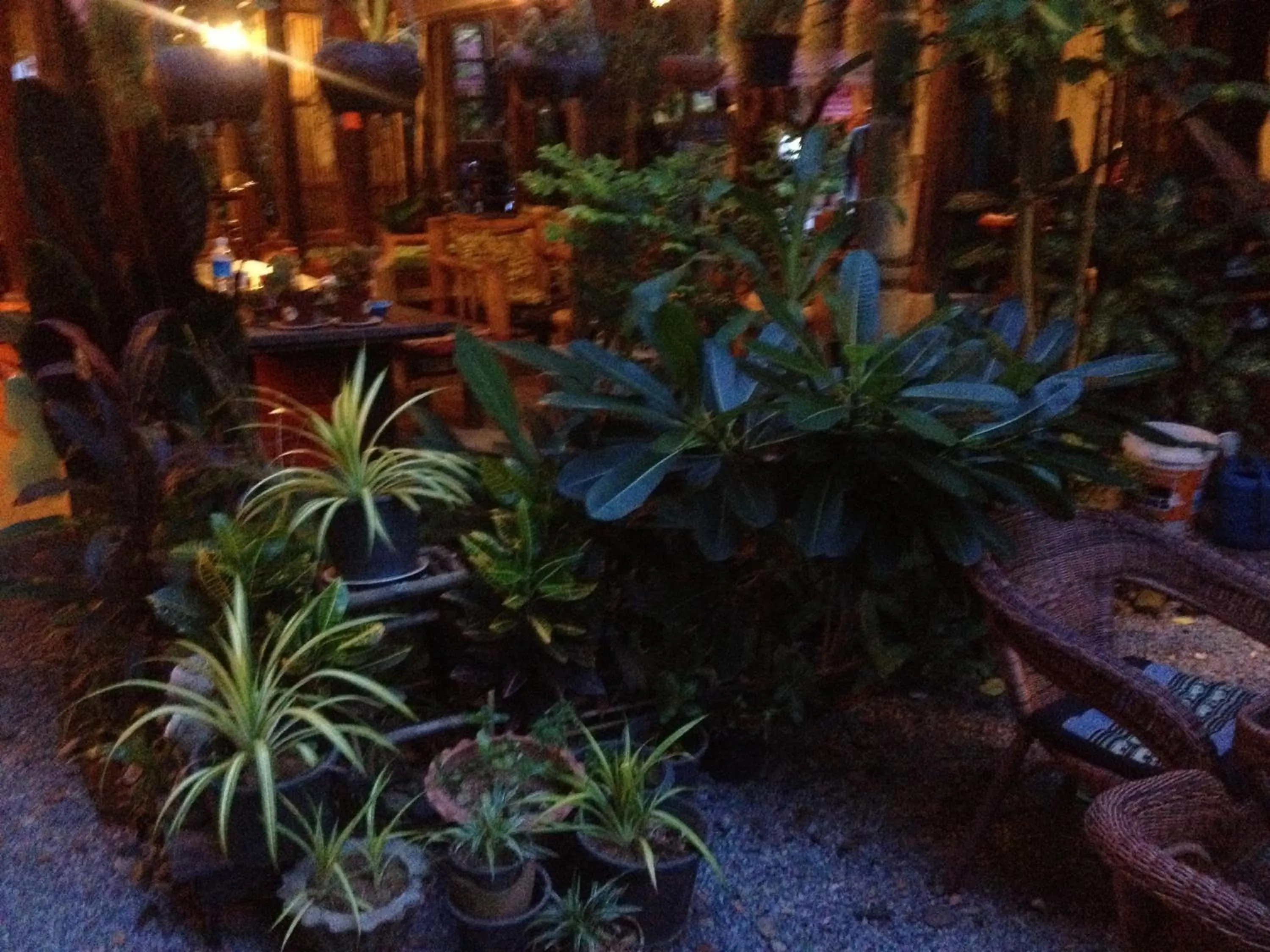 Garden in Champalao The Villa