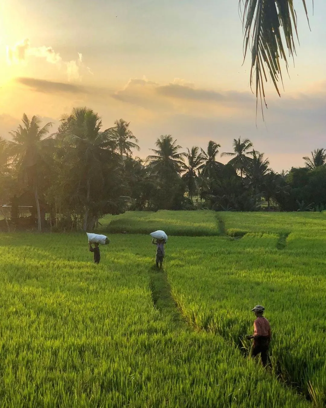 Sunset in Lodtunduh Sari