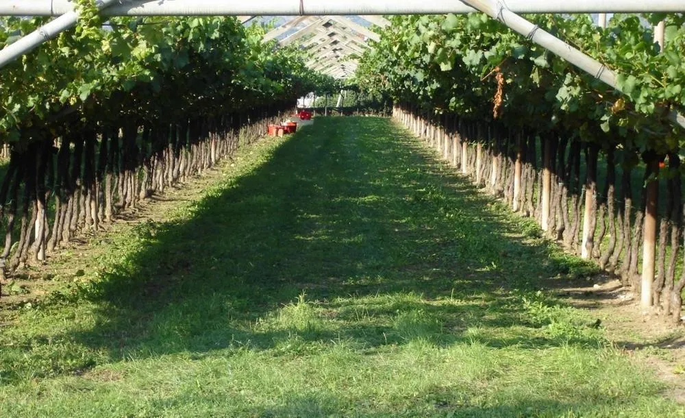Garden in Le Servite Apartments