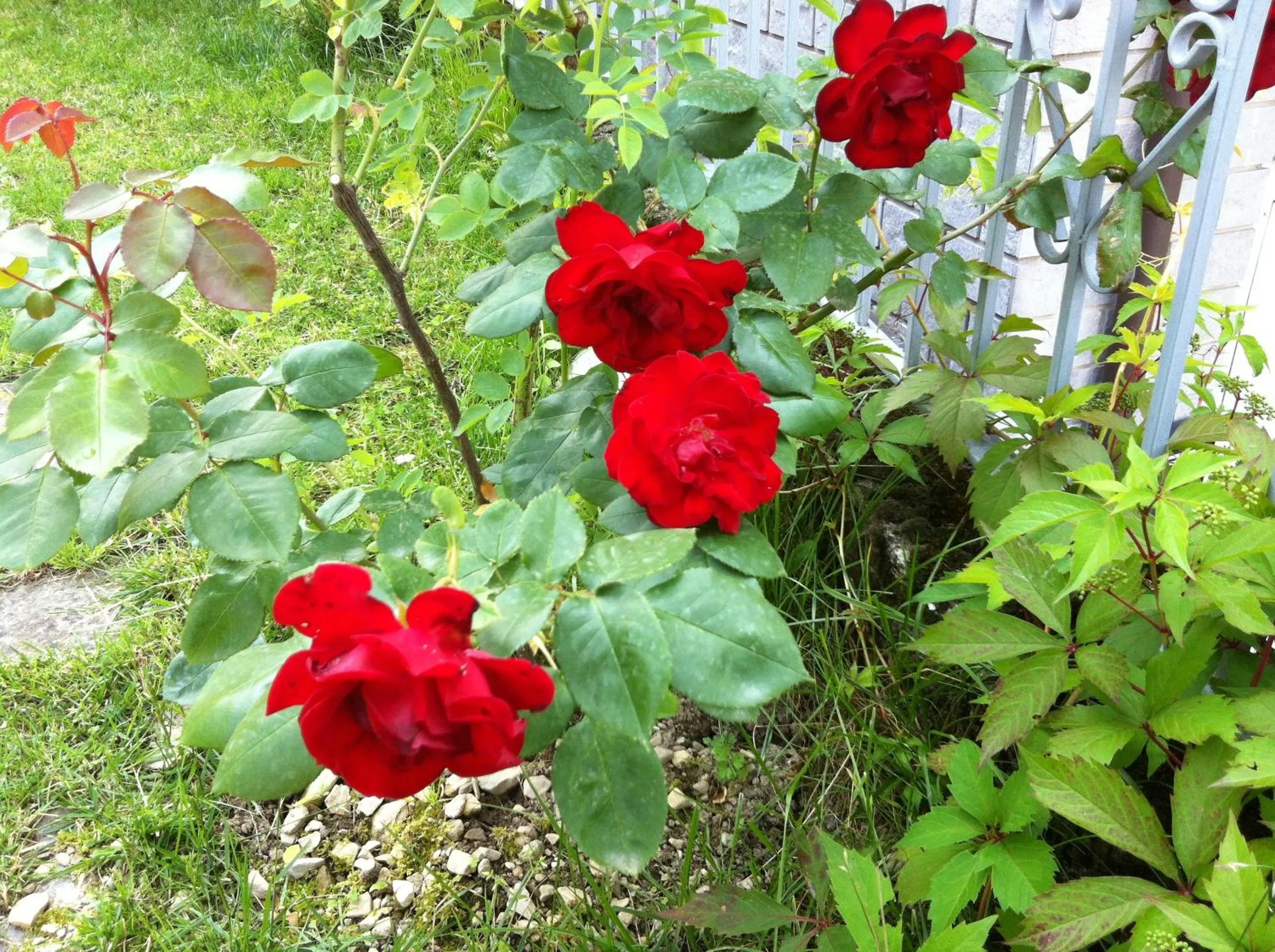 Spring in B&B Cherry En Rose