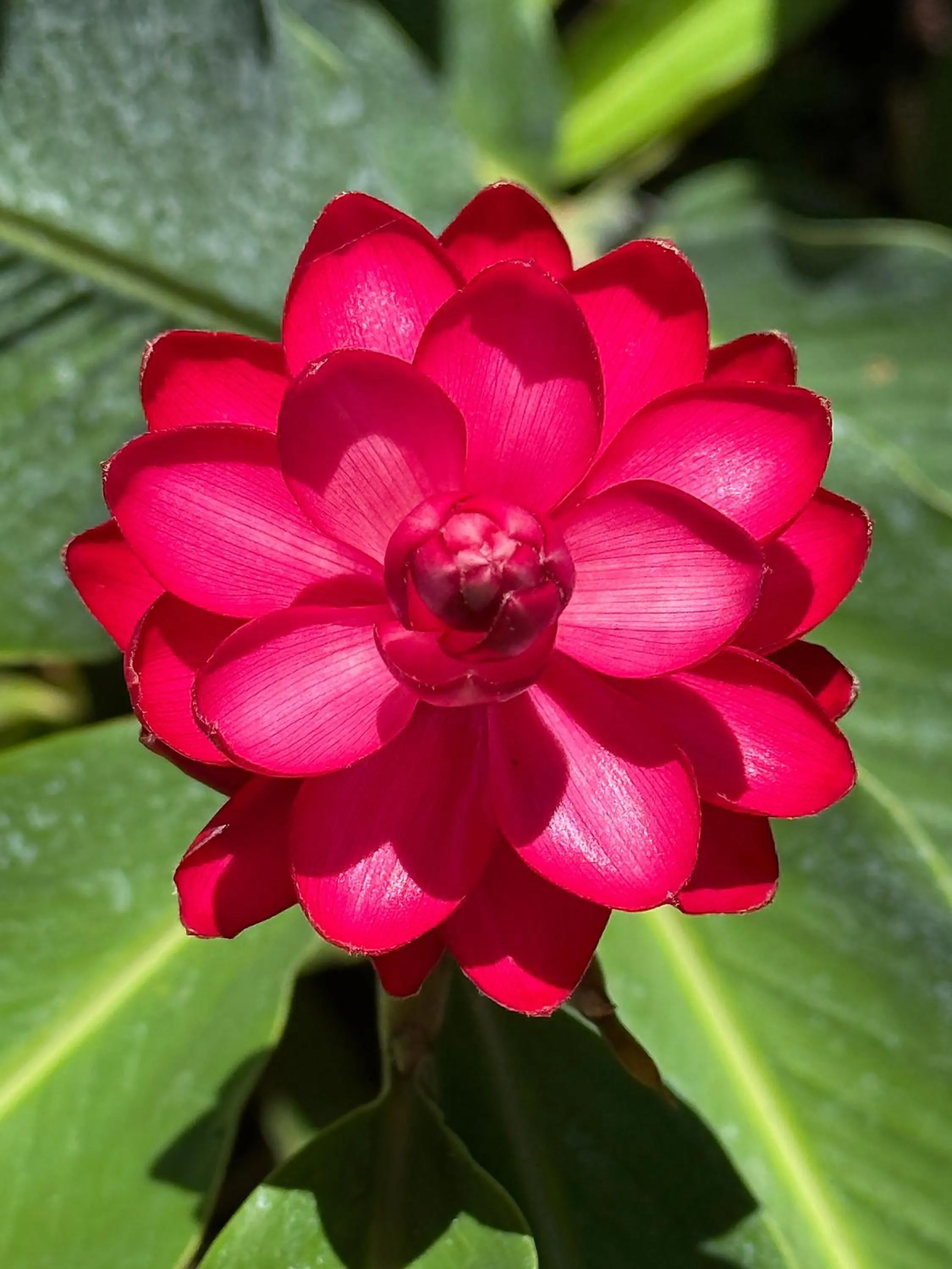 Casa Frangipani