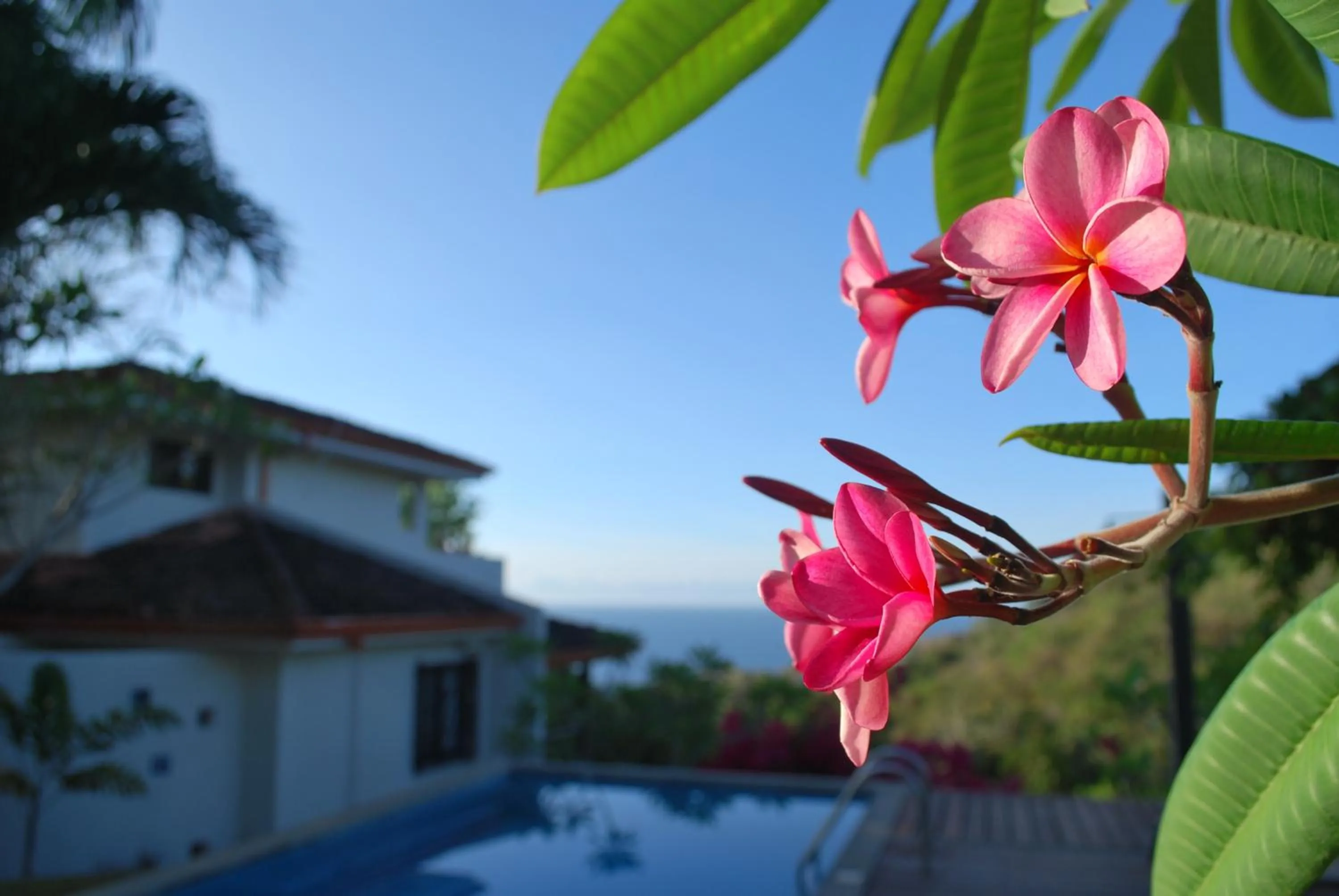 Garden in Casa Frangipani