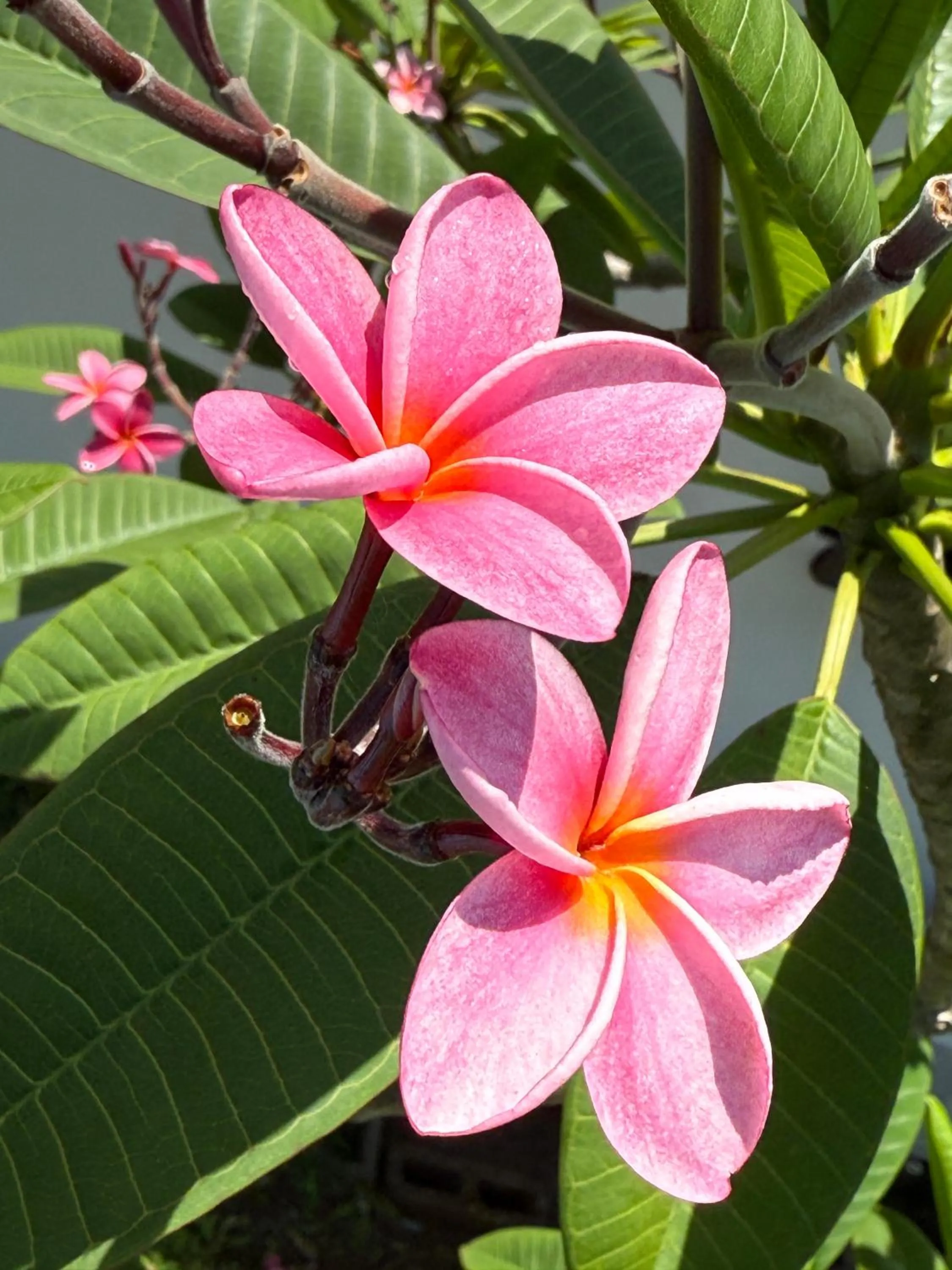 Casa Frangipani