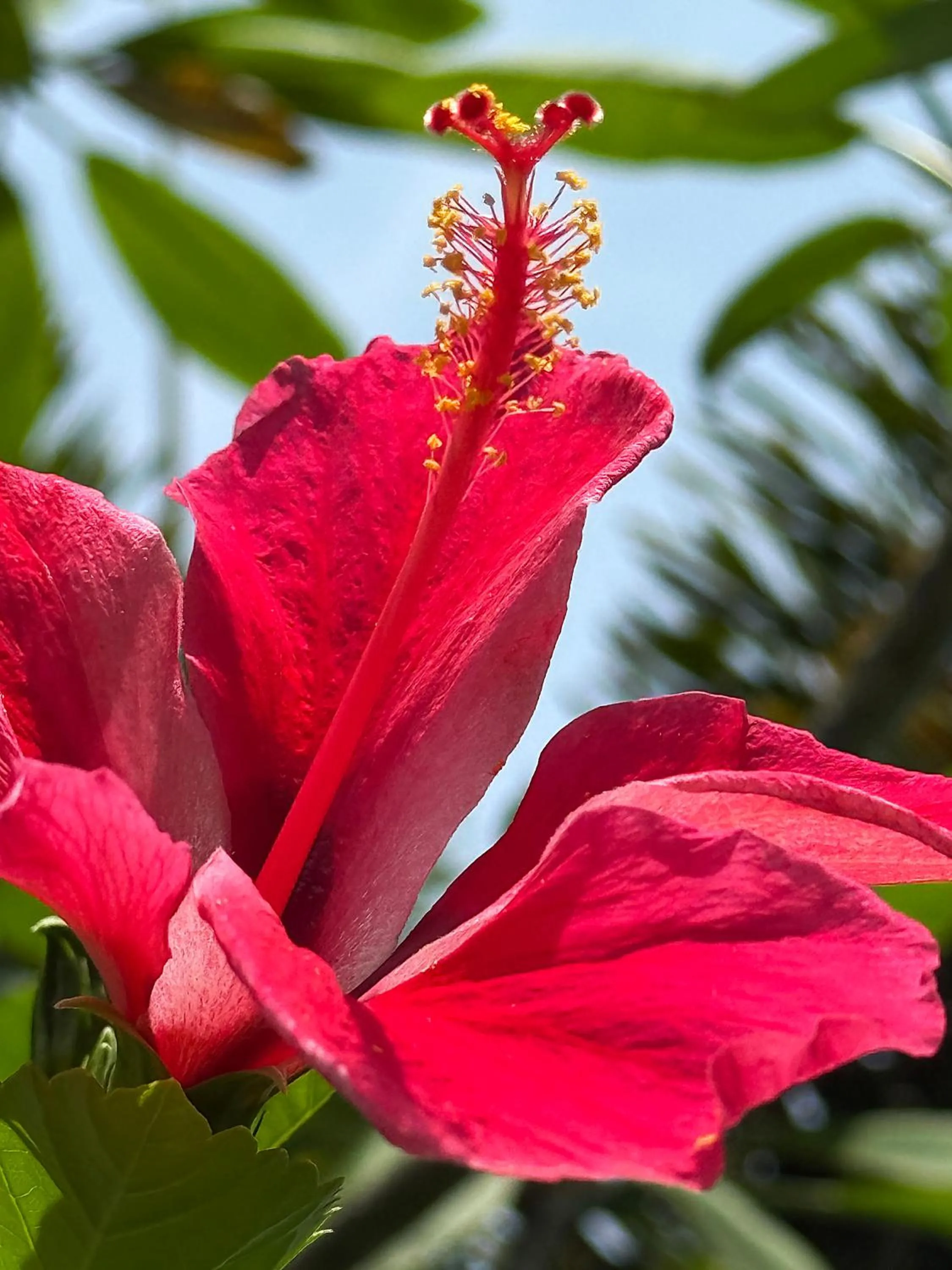 Casa Frangipani