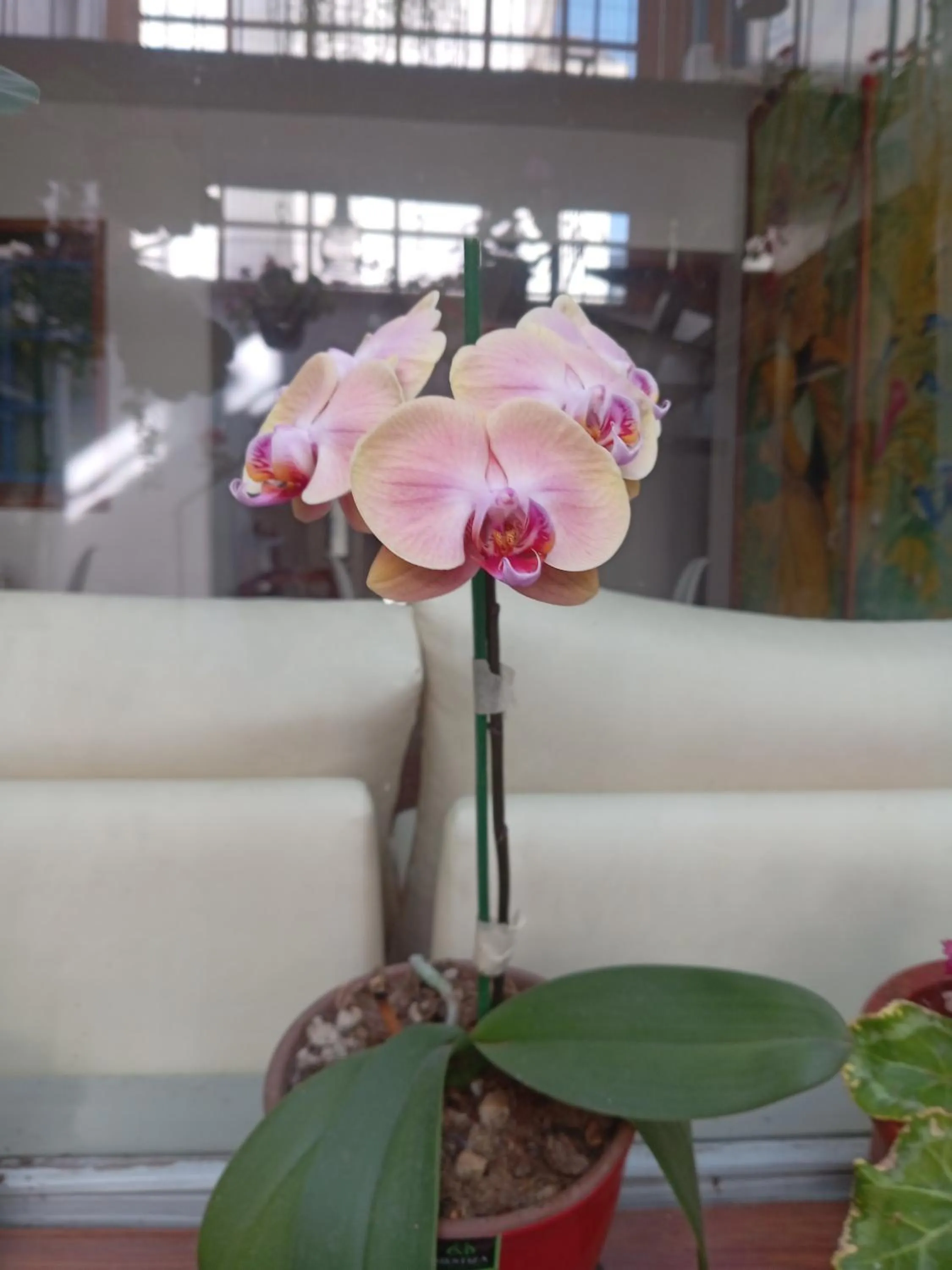 Patio in Hostal Posada del Maple