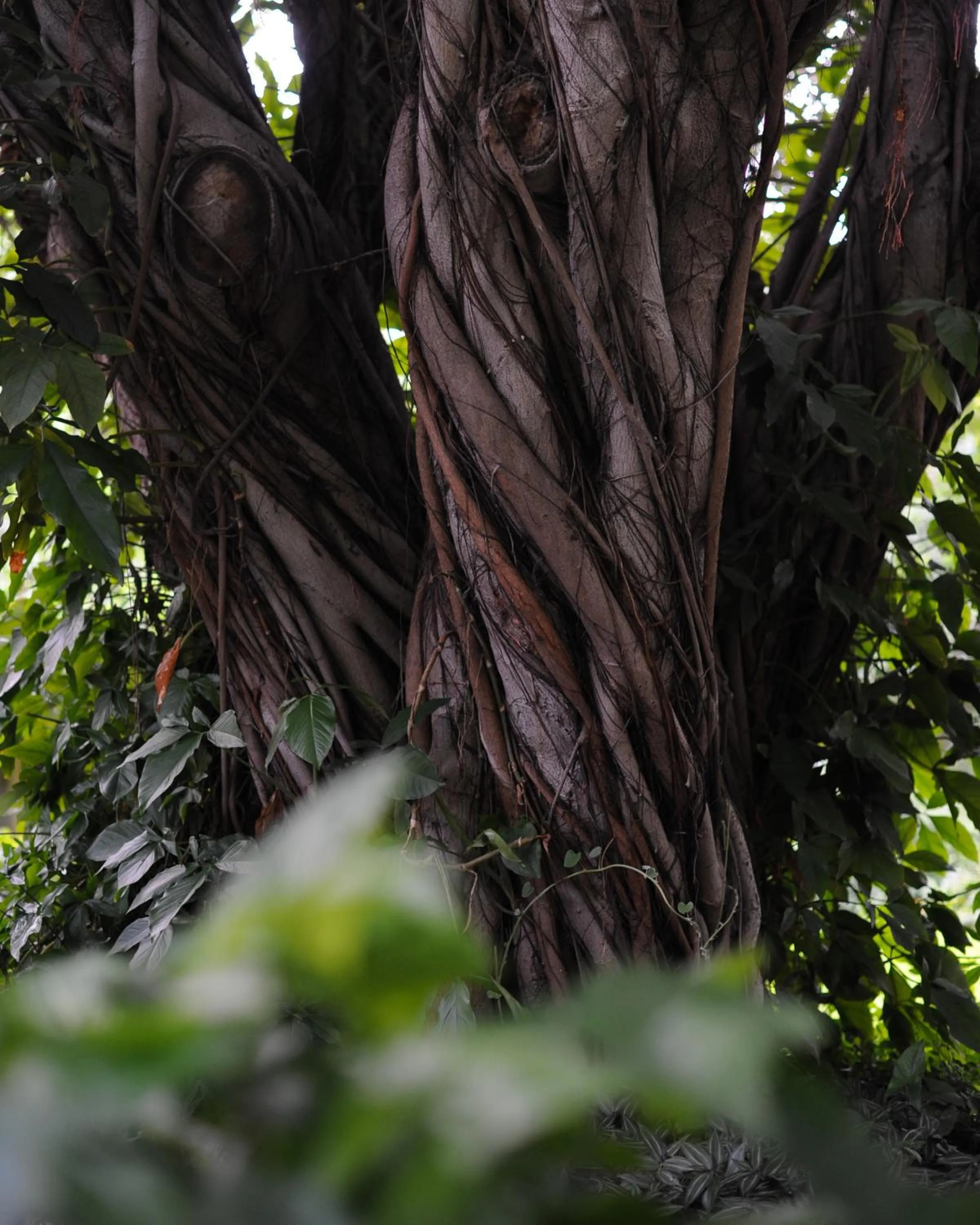Natural landscape in The Waterfront, Maun