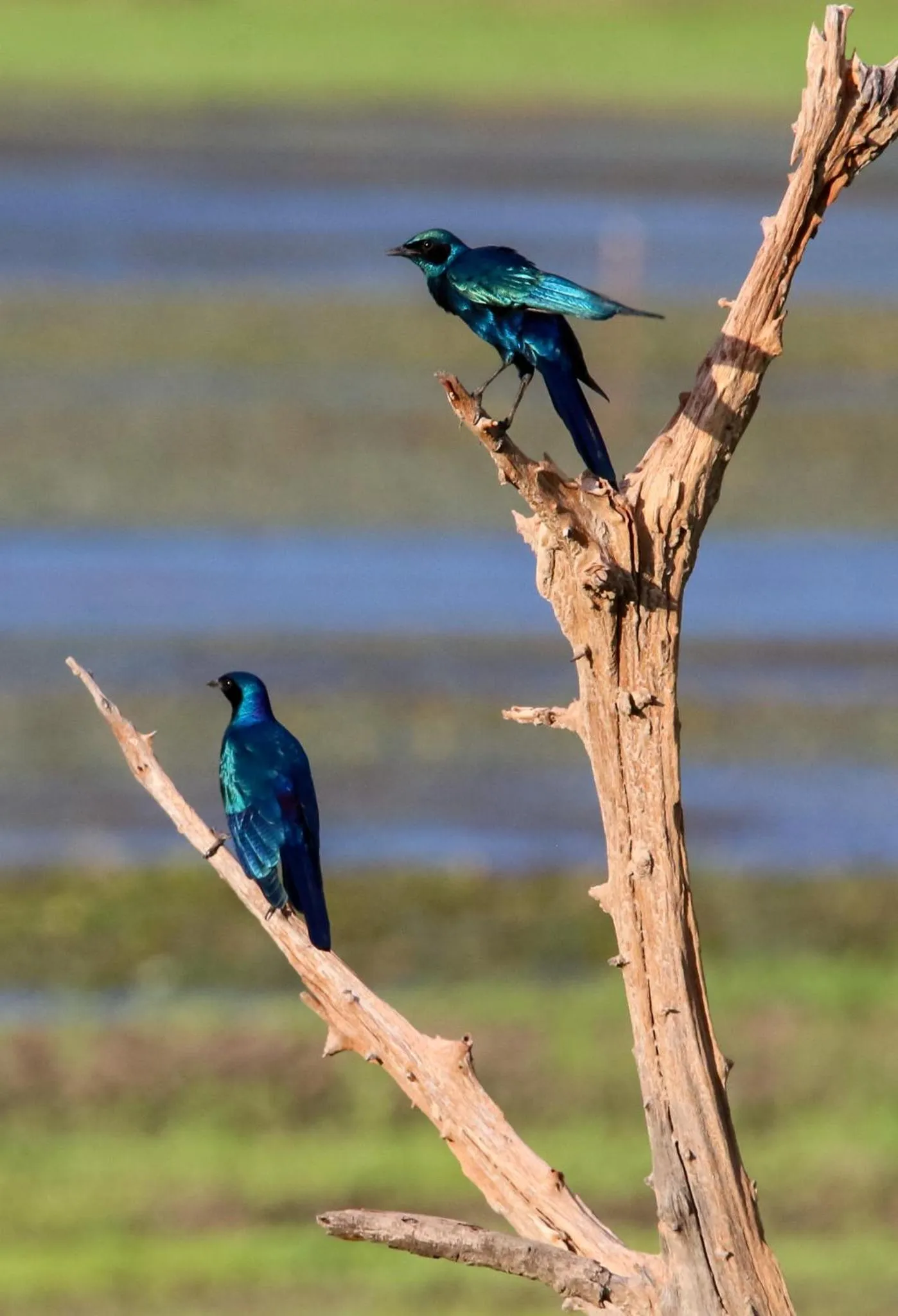 Natural landscape in The Waterfront, Maun