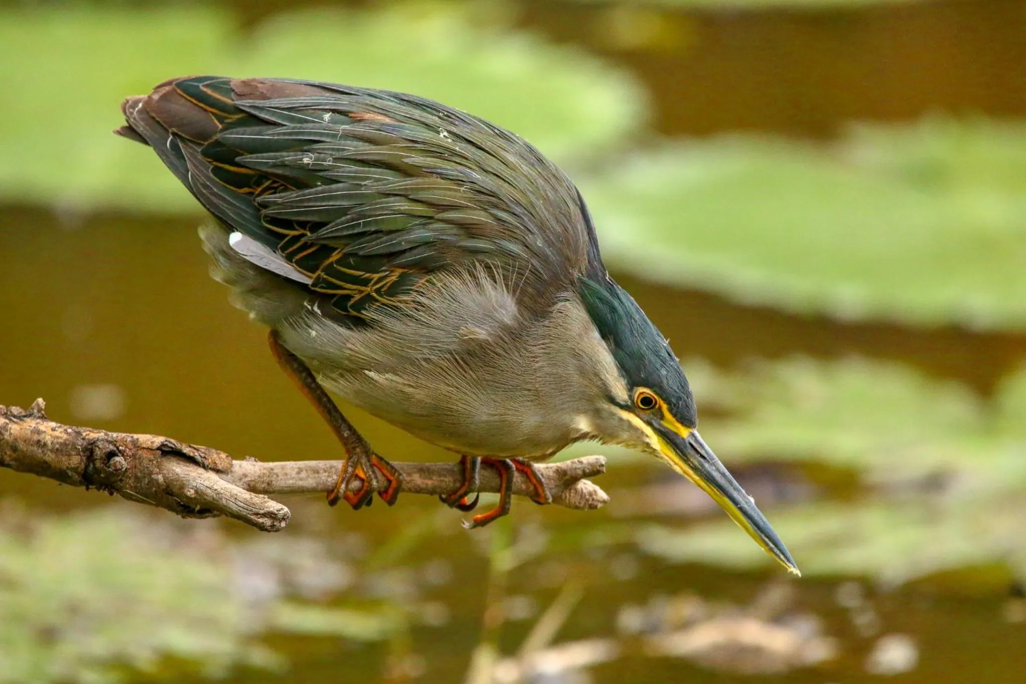 Animals in The Waterfront, Maun