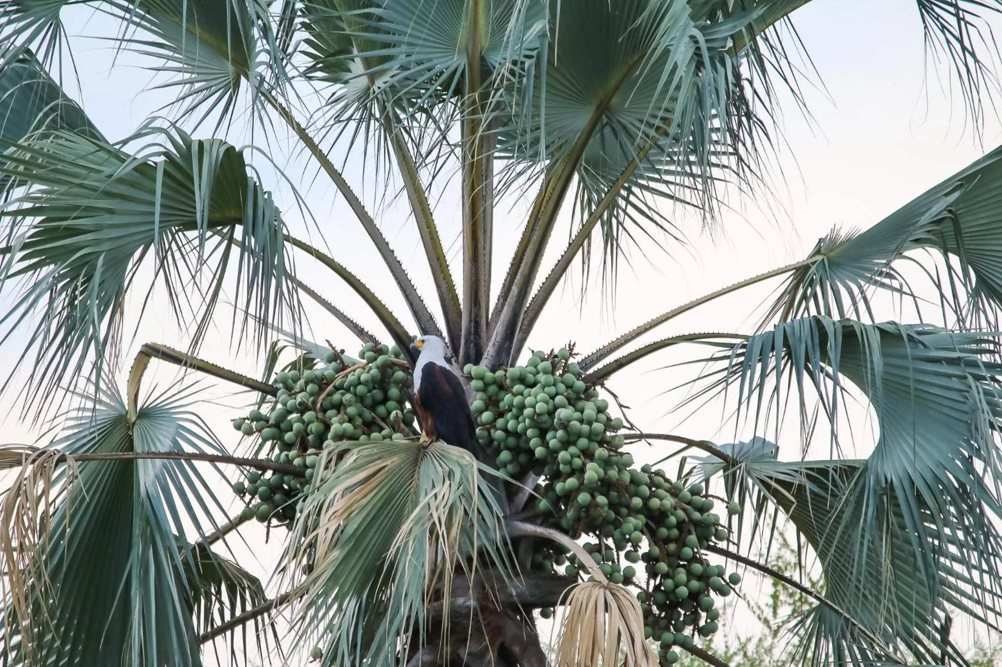 Garden in The Waterfront, Maun