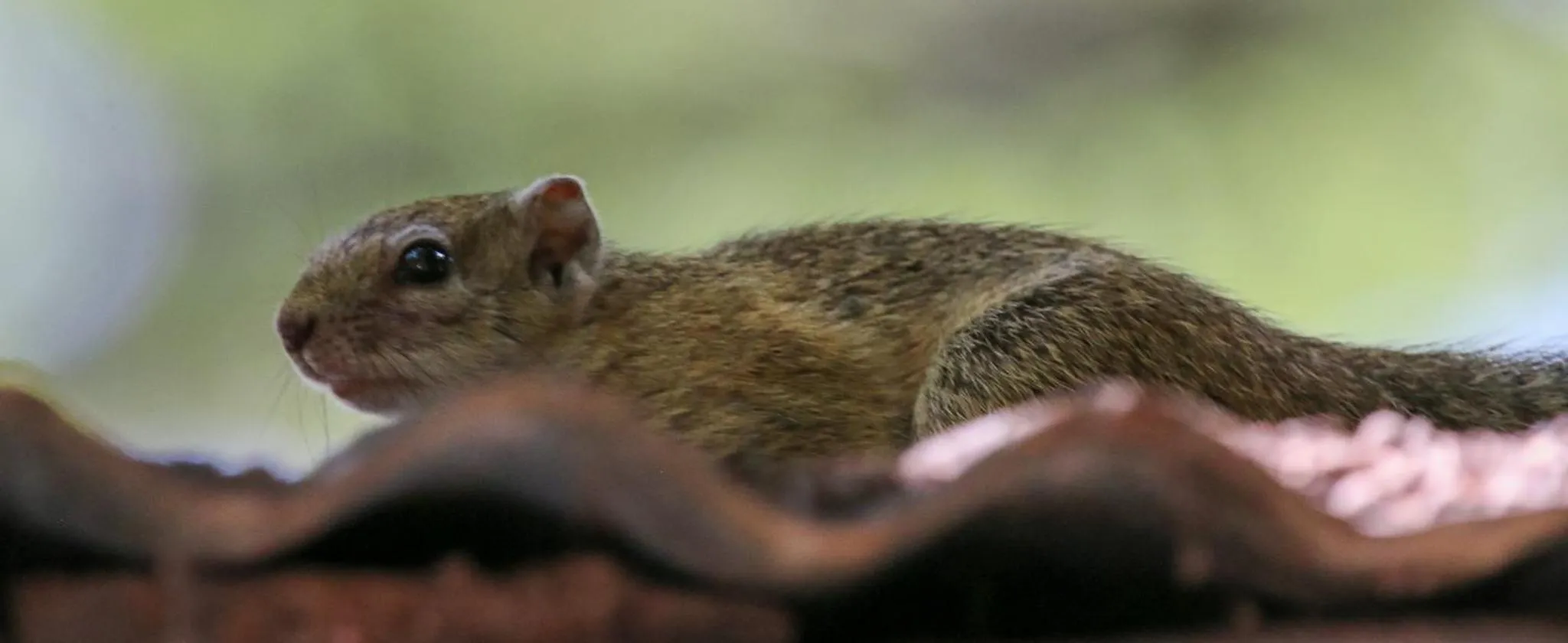 Animals in The Waterfront, Maun