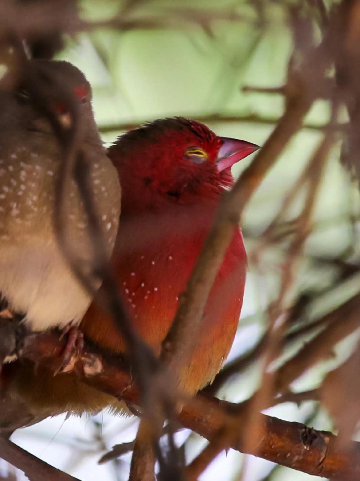 Animals in The Waterfront, Maun