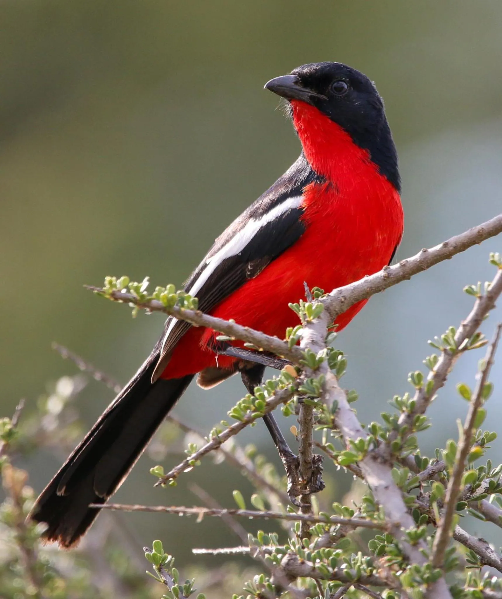 Animals in The Waterfront, Maun