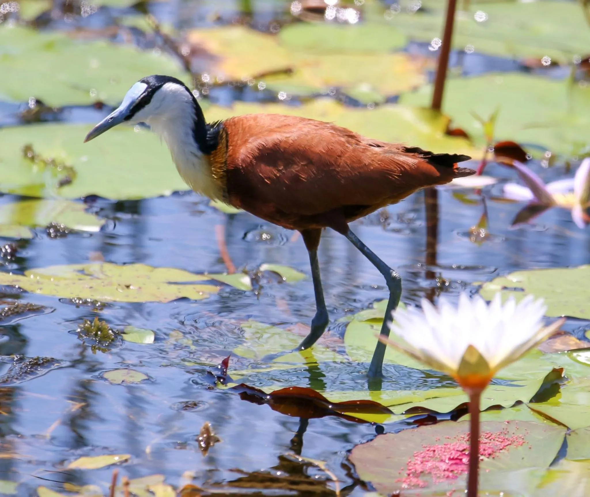 Natural landscape in The Waterfront, Maun