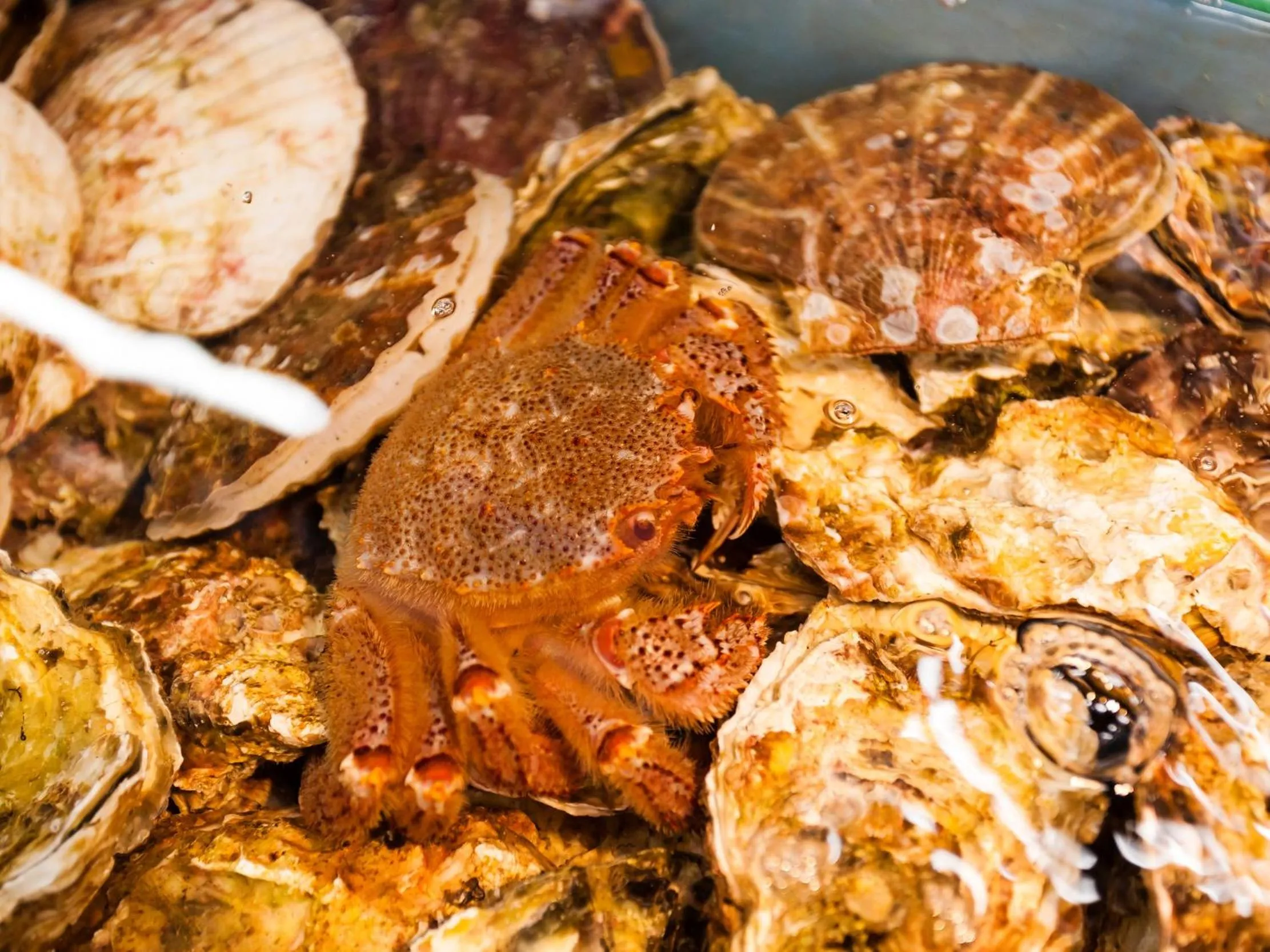 Nearby landmark in Hotel Omiya