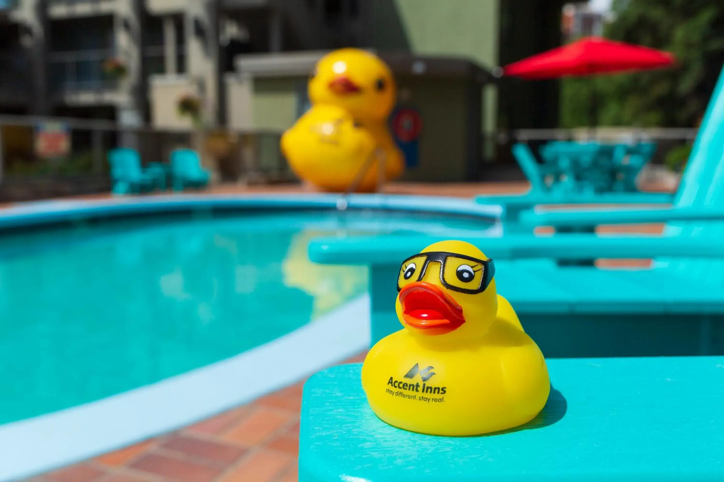 Swimming pool in Accent Inns Kelowna Swimming pool in Accent Inns Kelowna