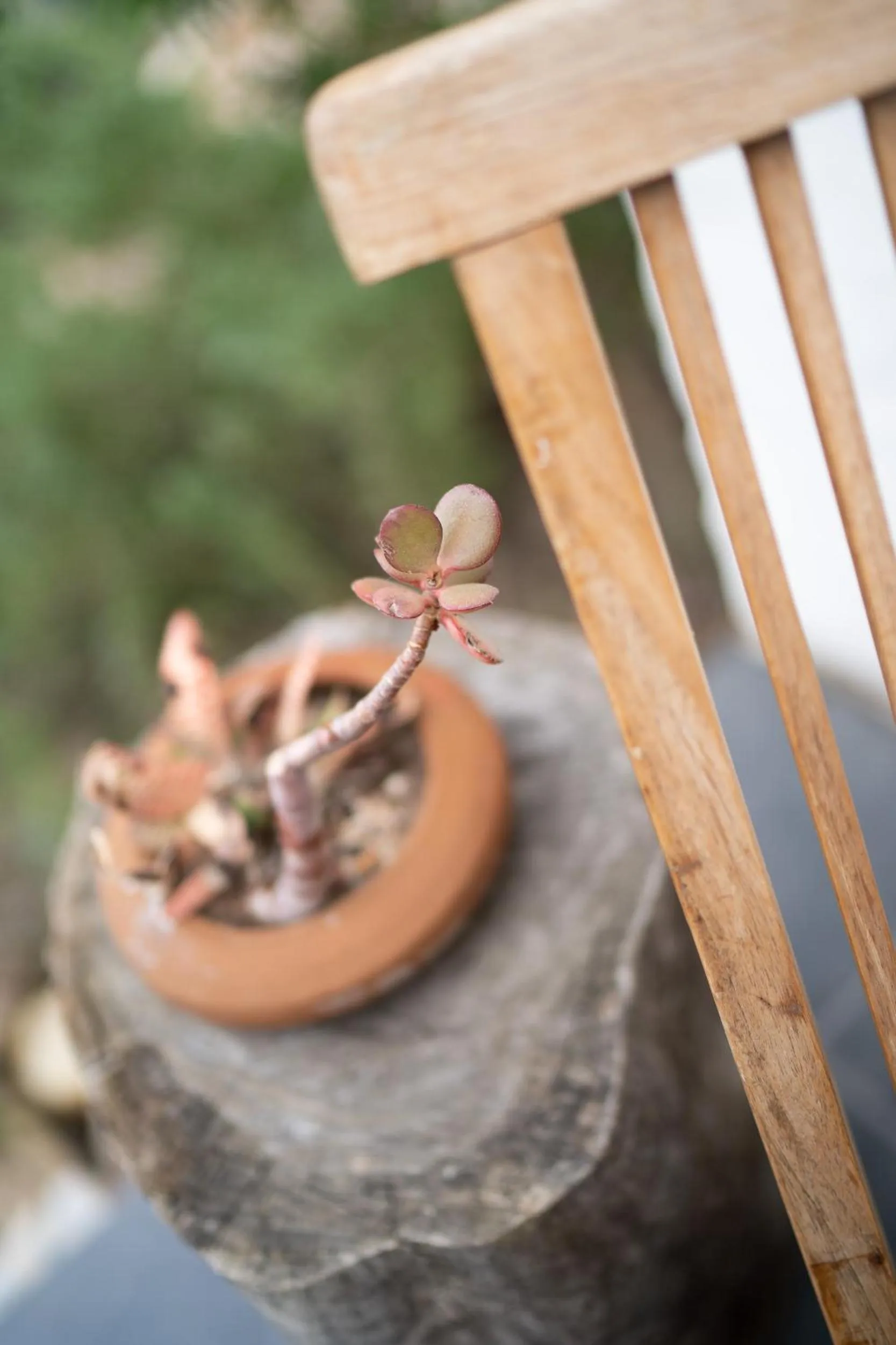 Garden in Kogman & Keisie Guest Farm