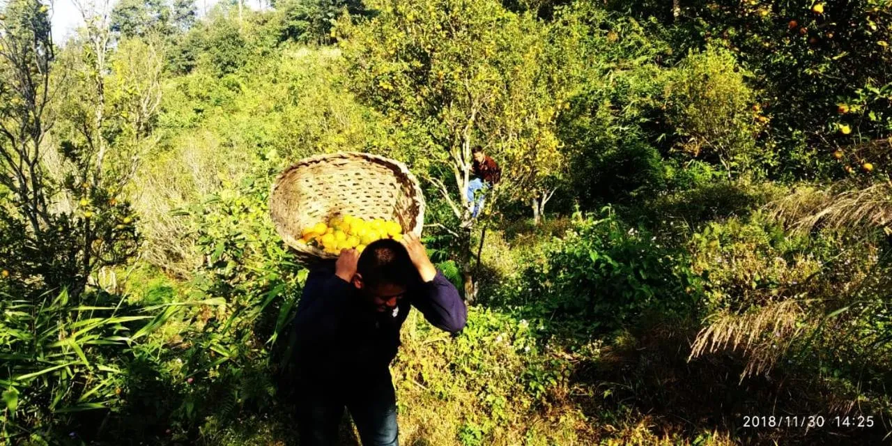 Orange Orchard